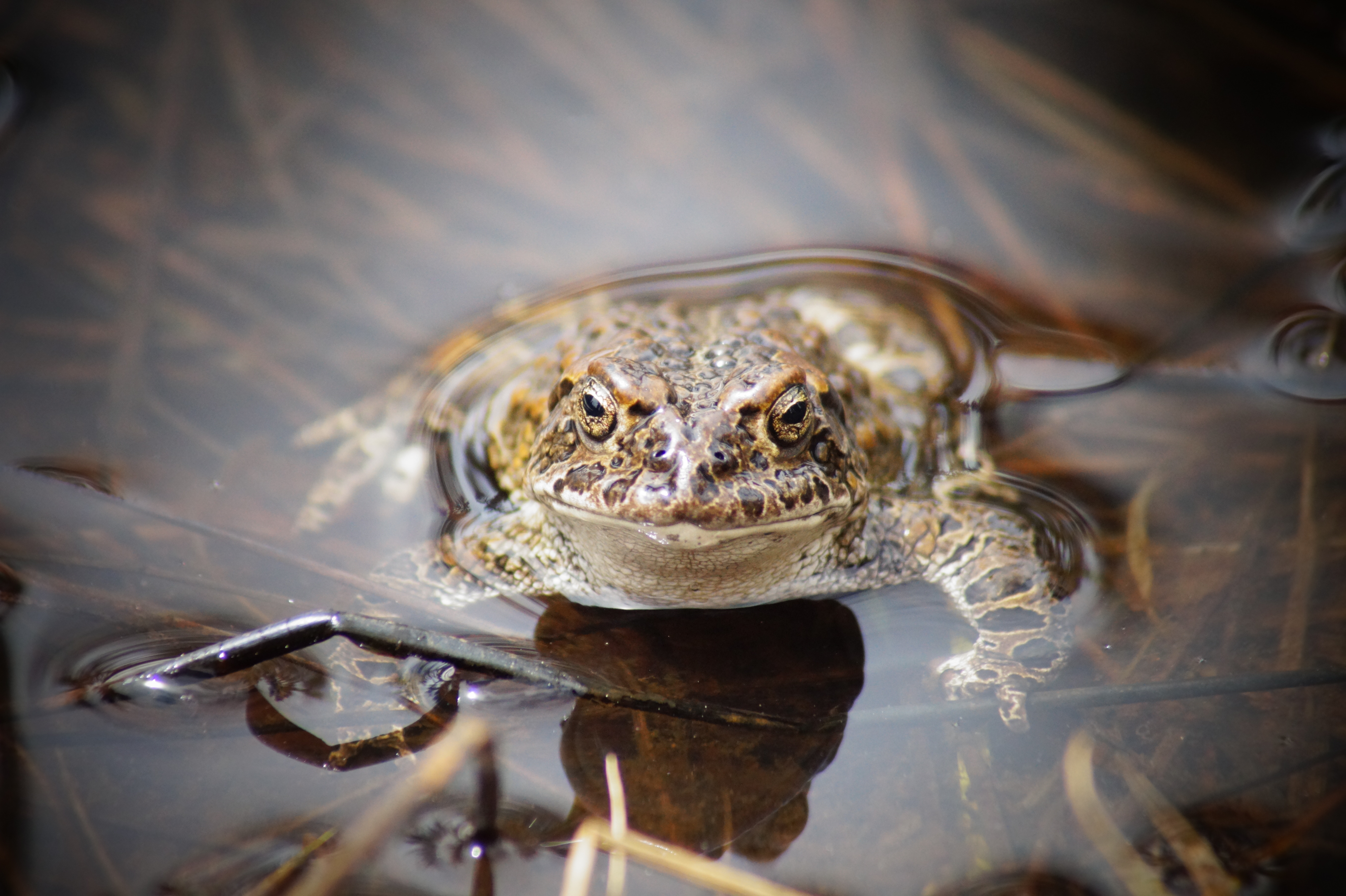 an olive green toad sits half submerged in water