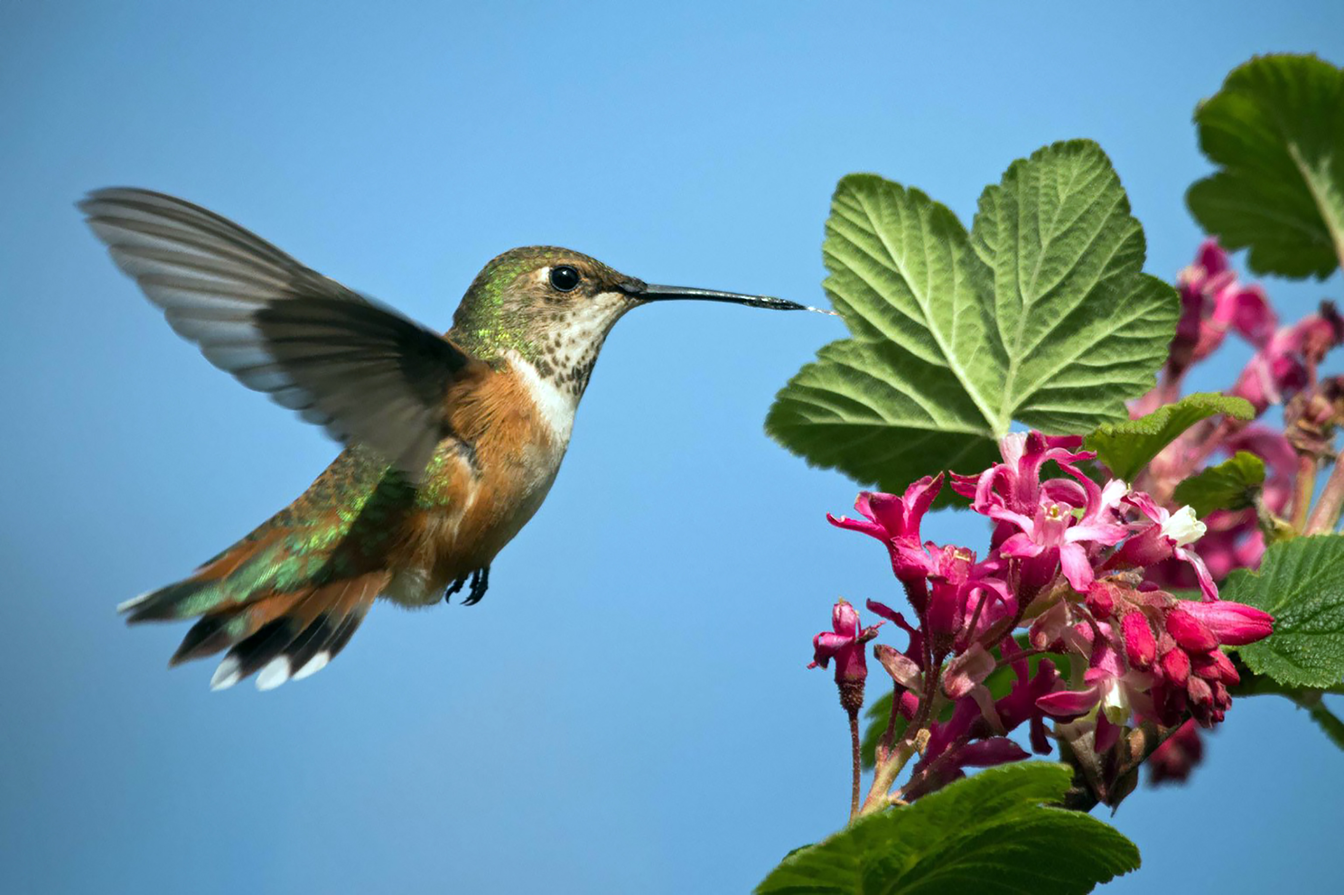 a brown and green and white hummingbird hovers at a pink group of flowers