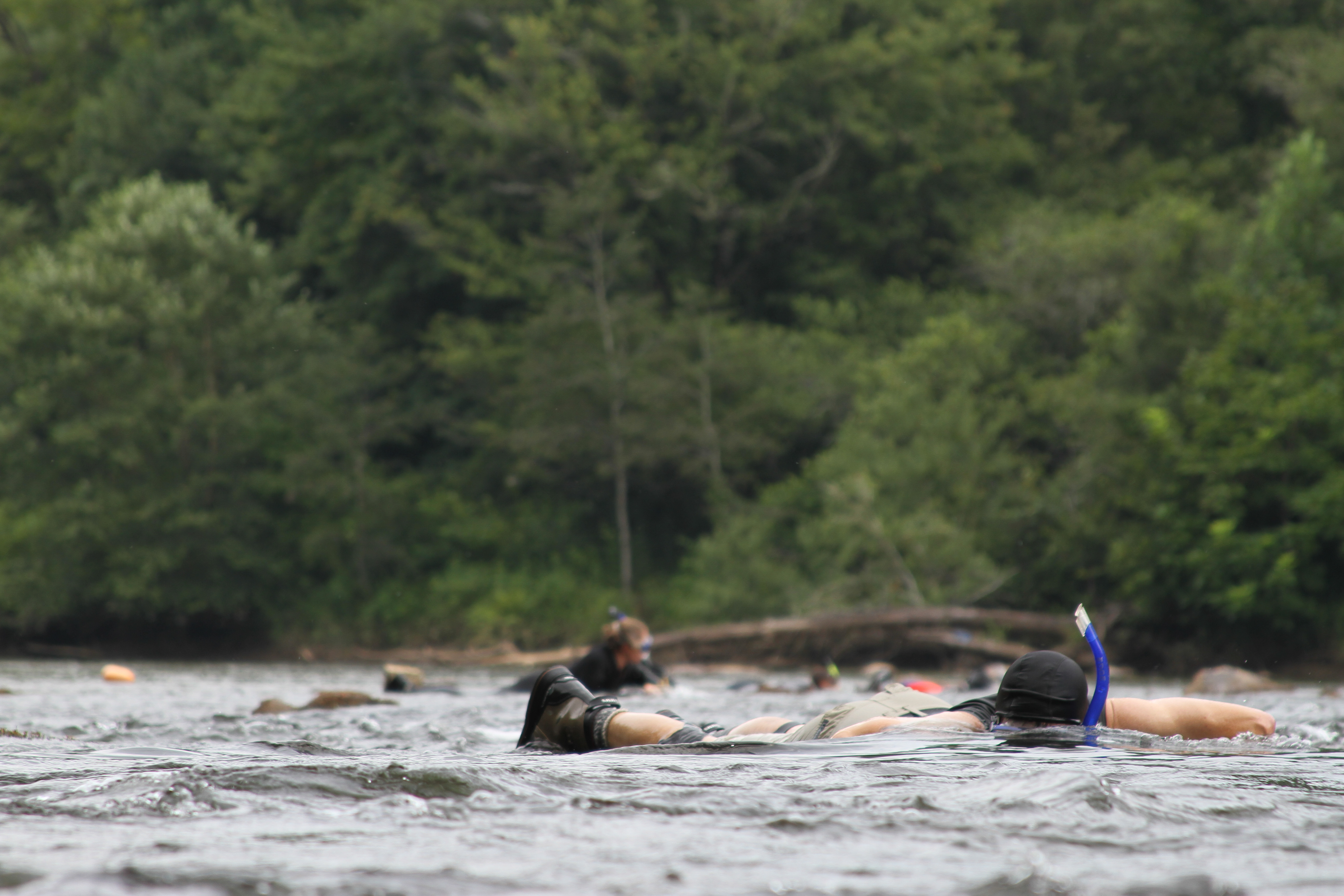 Biologists snorkeling in a shallow stretch of river with trees in the background