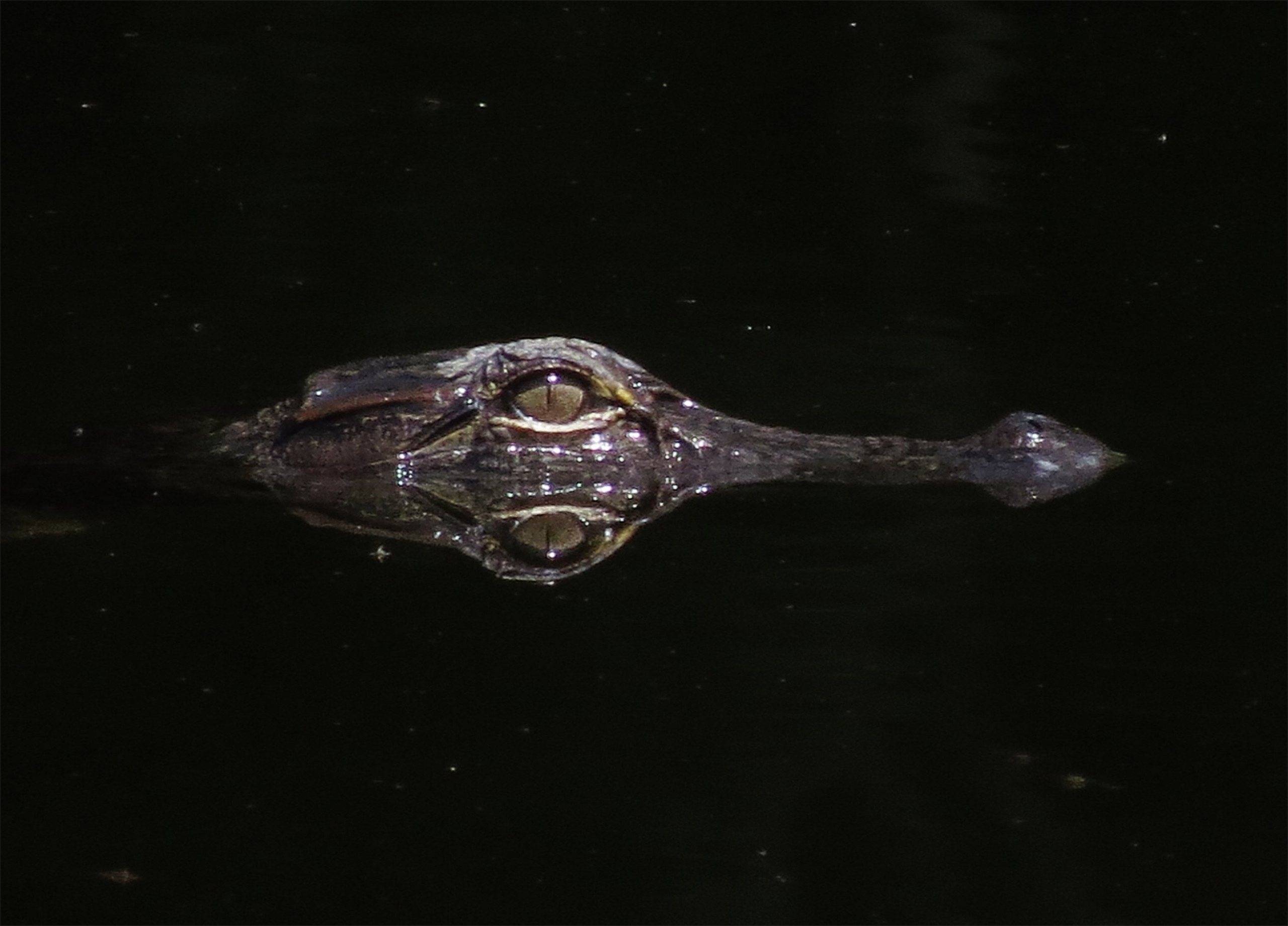 Ghost-like reflection of alligator.
