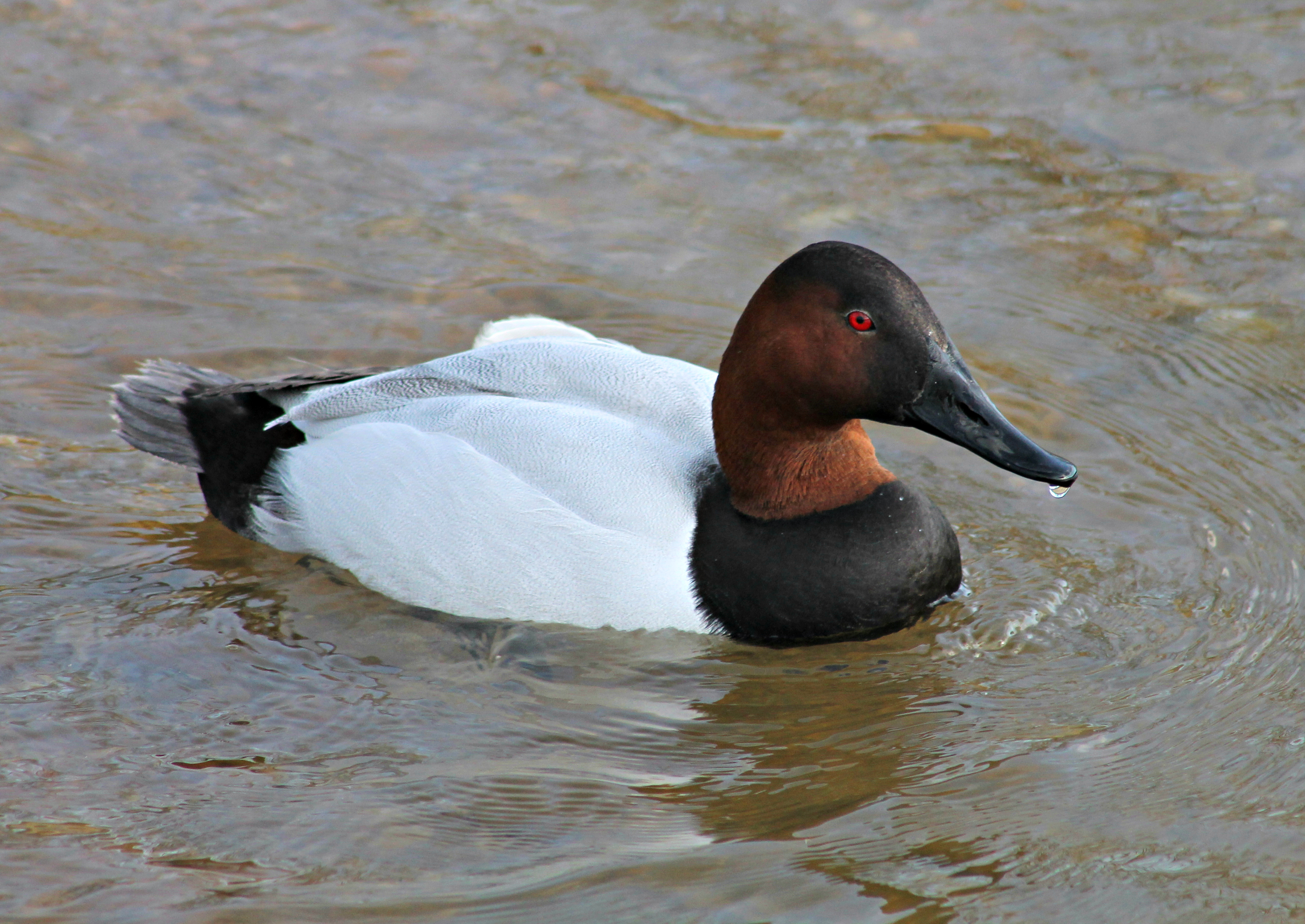 An image of a male canvasback duck swimming.