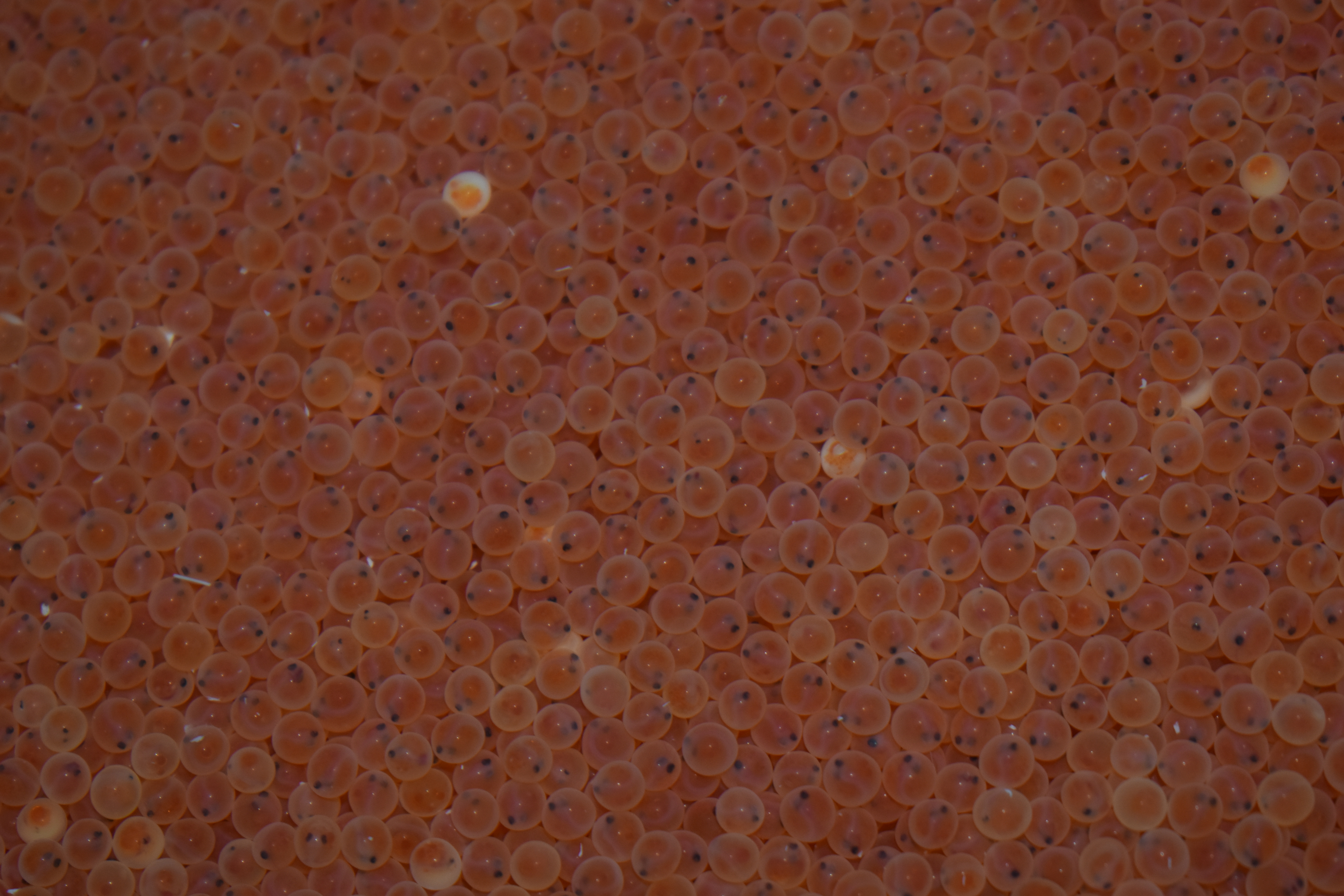 Numerous orange Rainbow trout eggs with visible dark eyespots in each egg