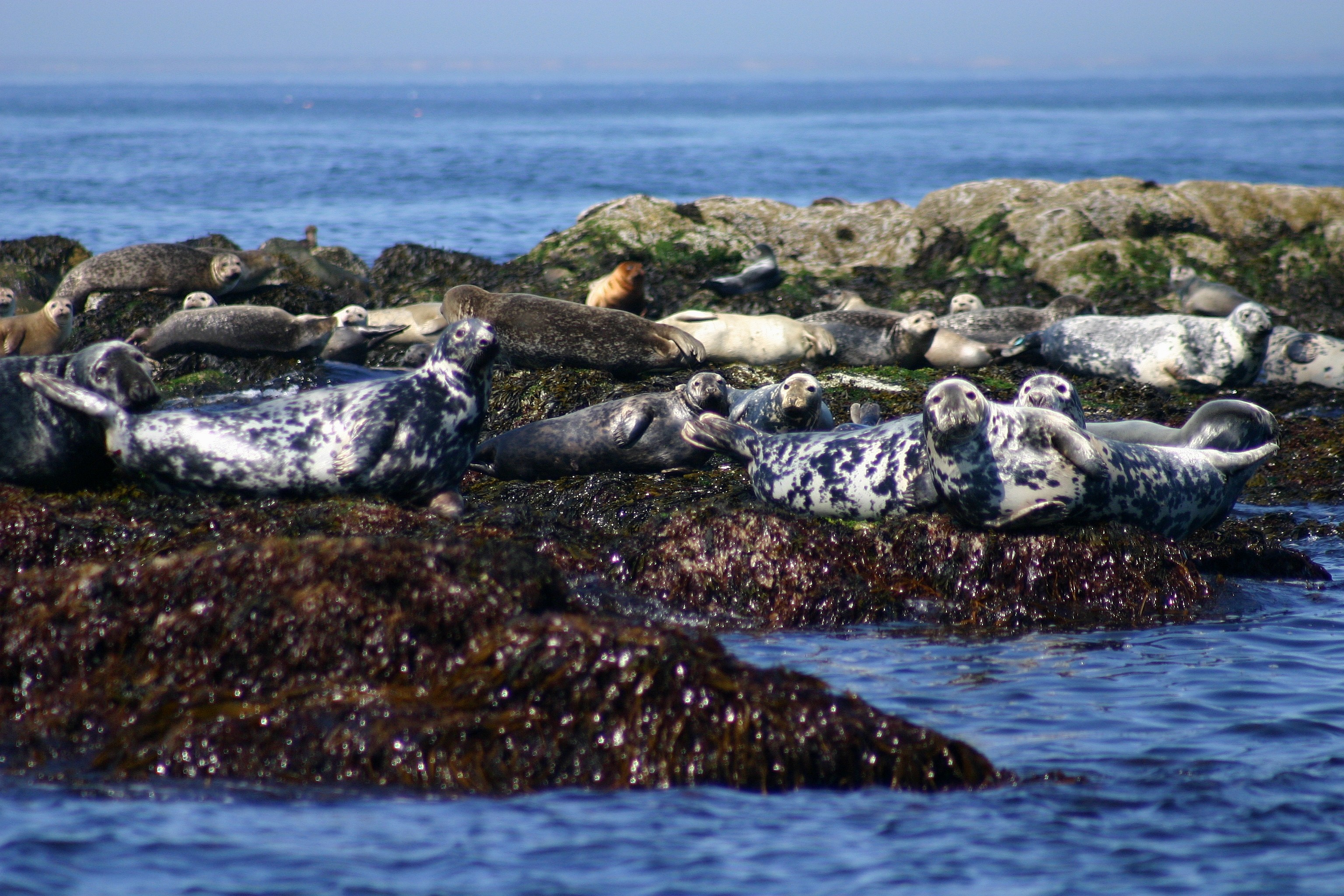 Gray Seals coastal Maine