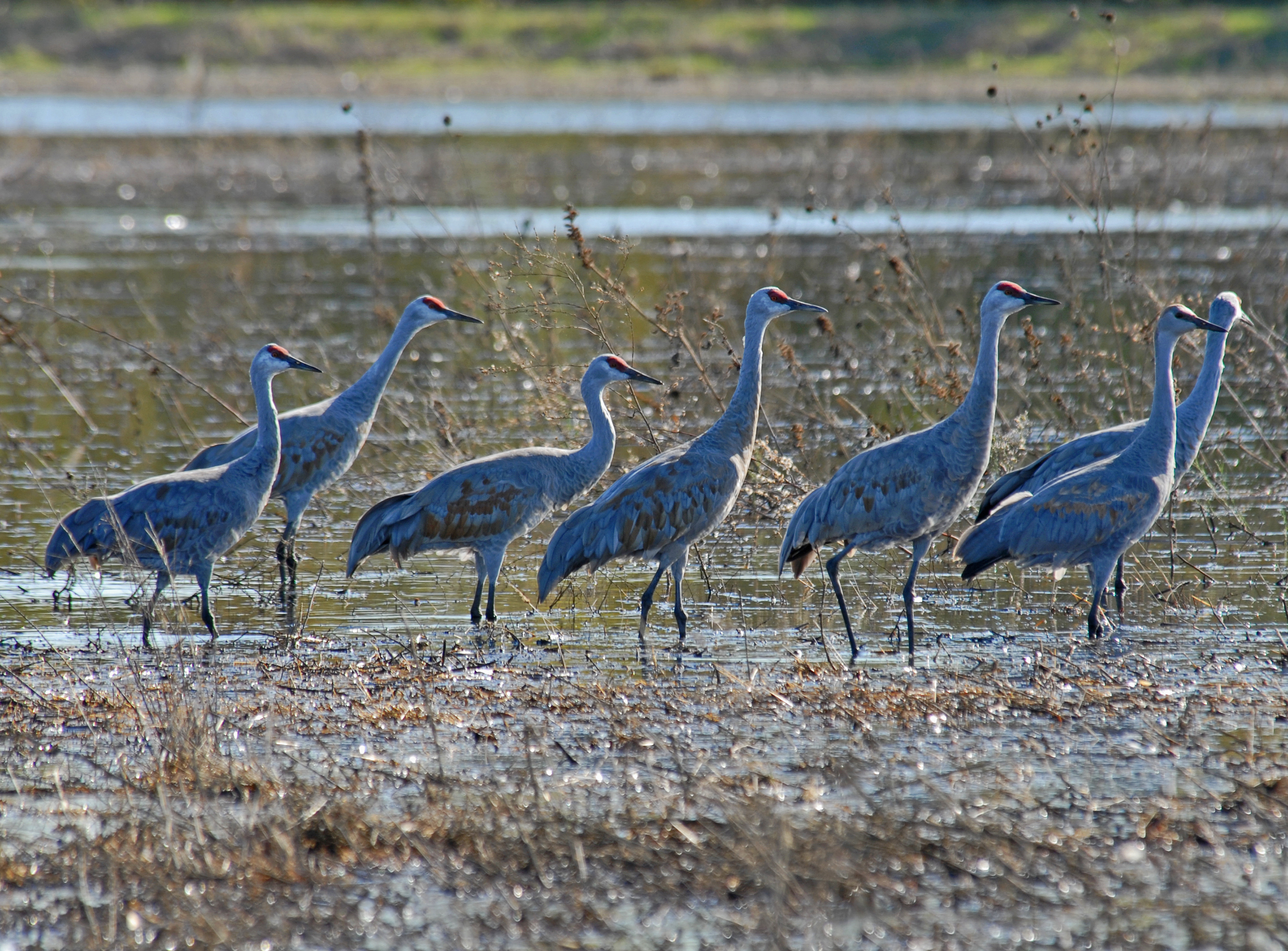 Sandhill cranes in wetland