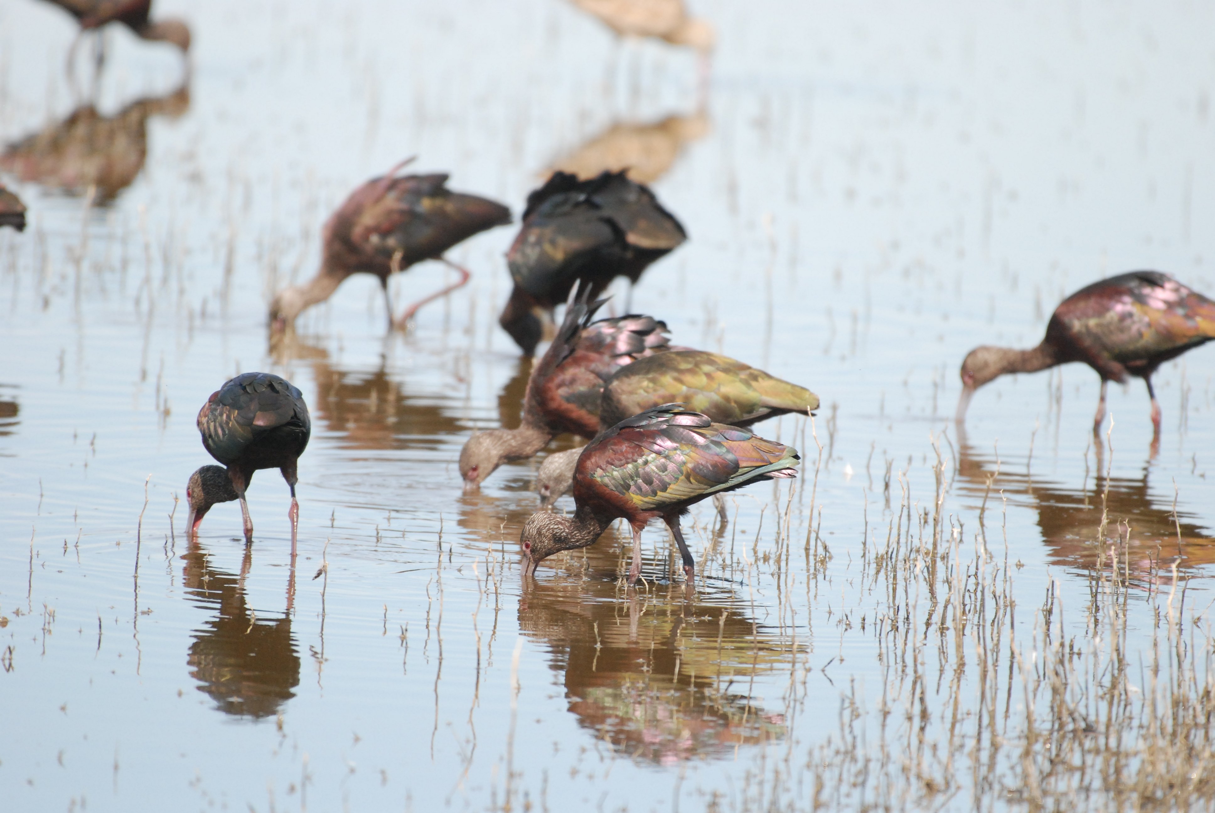 A group of long-legged birds with iridescent purple and copper-colored feathers feed while standing in shallow water. 