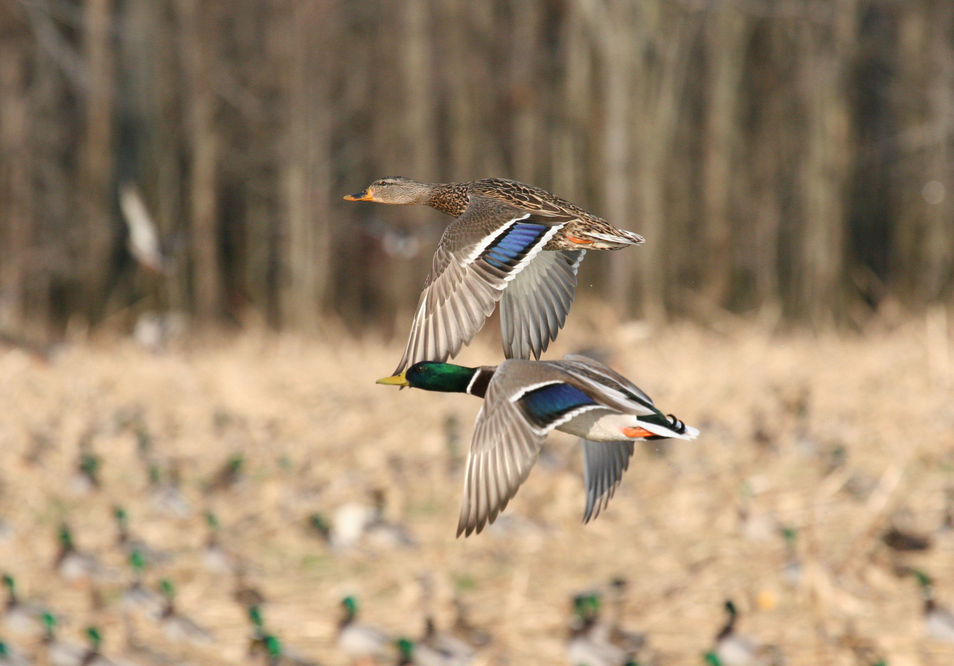 An image of a male and female mallard ducks flying.