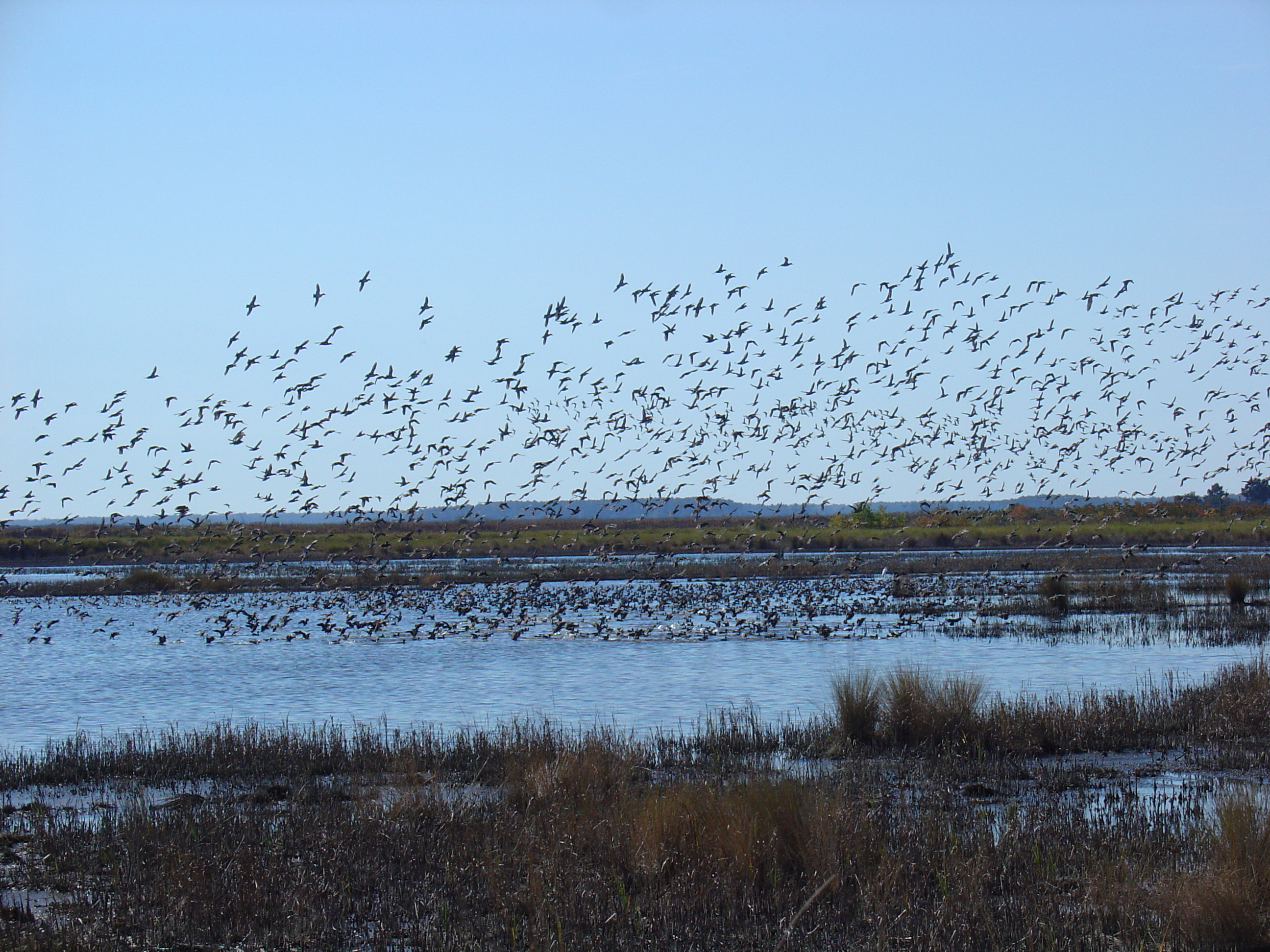 Hundreds of waterfowl alighting into a pond at E.F.H ACE Basin NWR