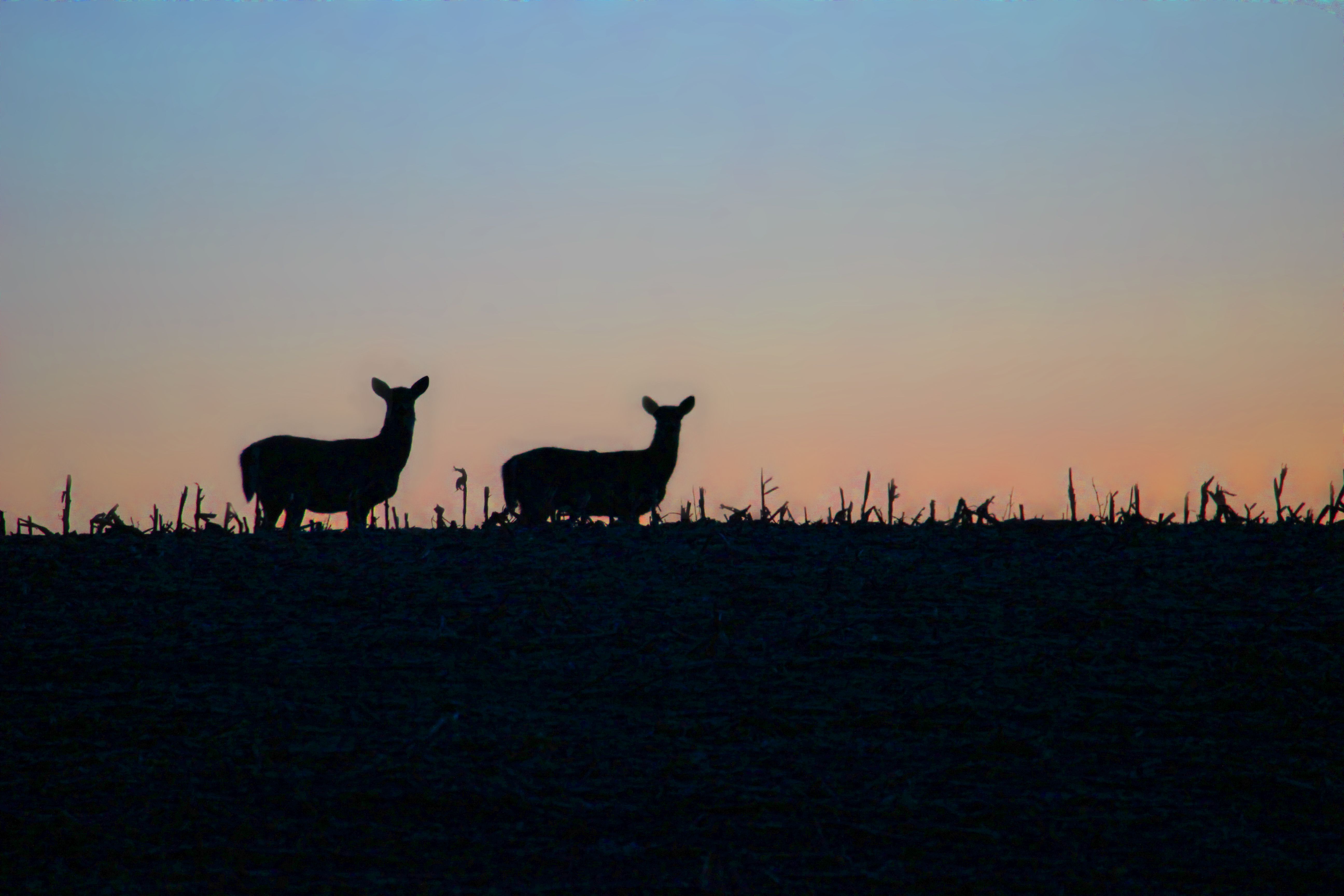 White-tailed deer are silhouetted against a pre-dawn sky in North Dakota.