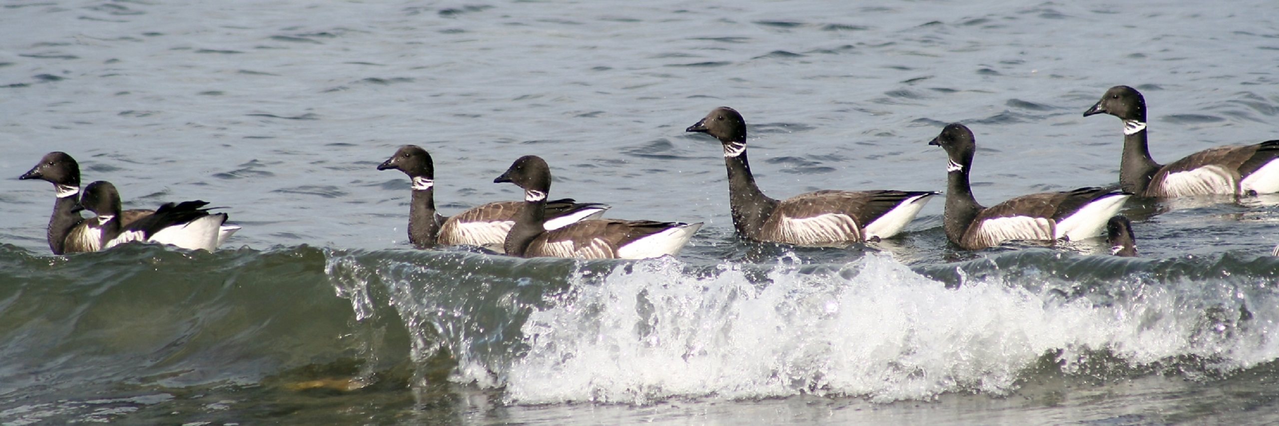 A Wave Passes a Group of Brant Geese 