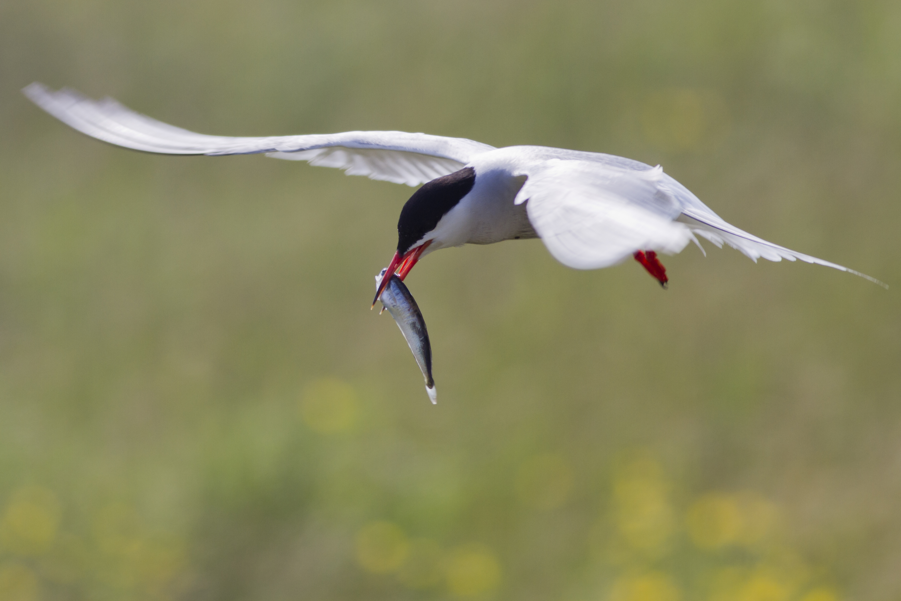 Common Tern with fish | FWS.gov