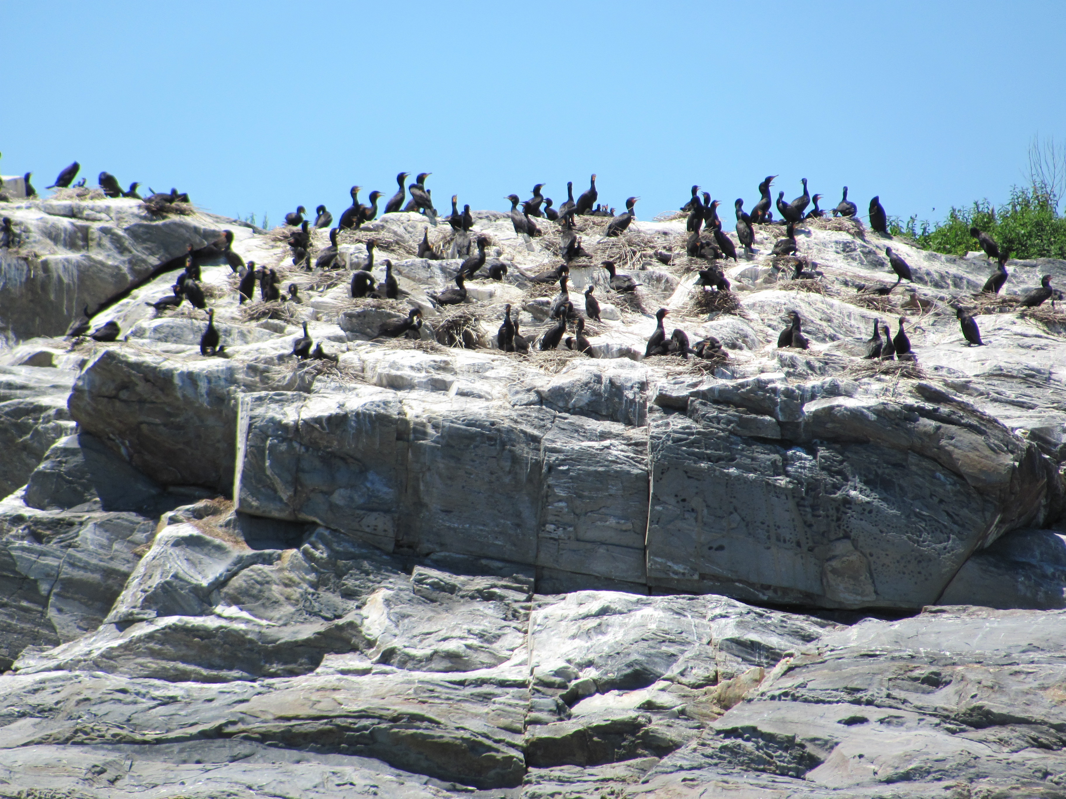 Double-crested Cormorants nesting