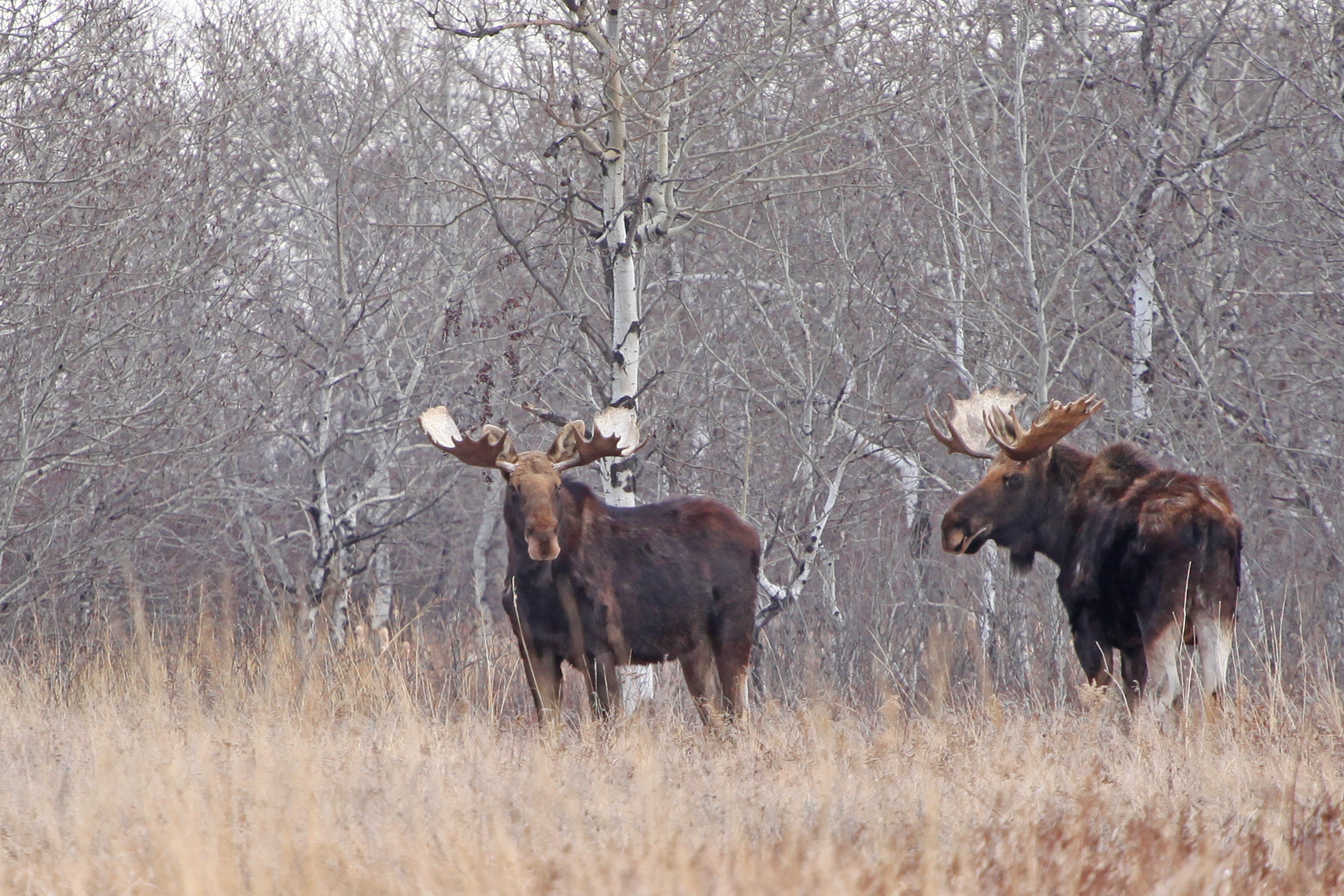 Bull Moose observed at J. Clark Salyer National Wildlife Refuge