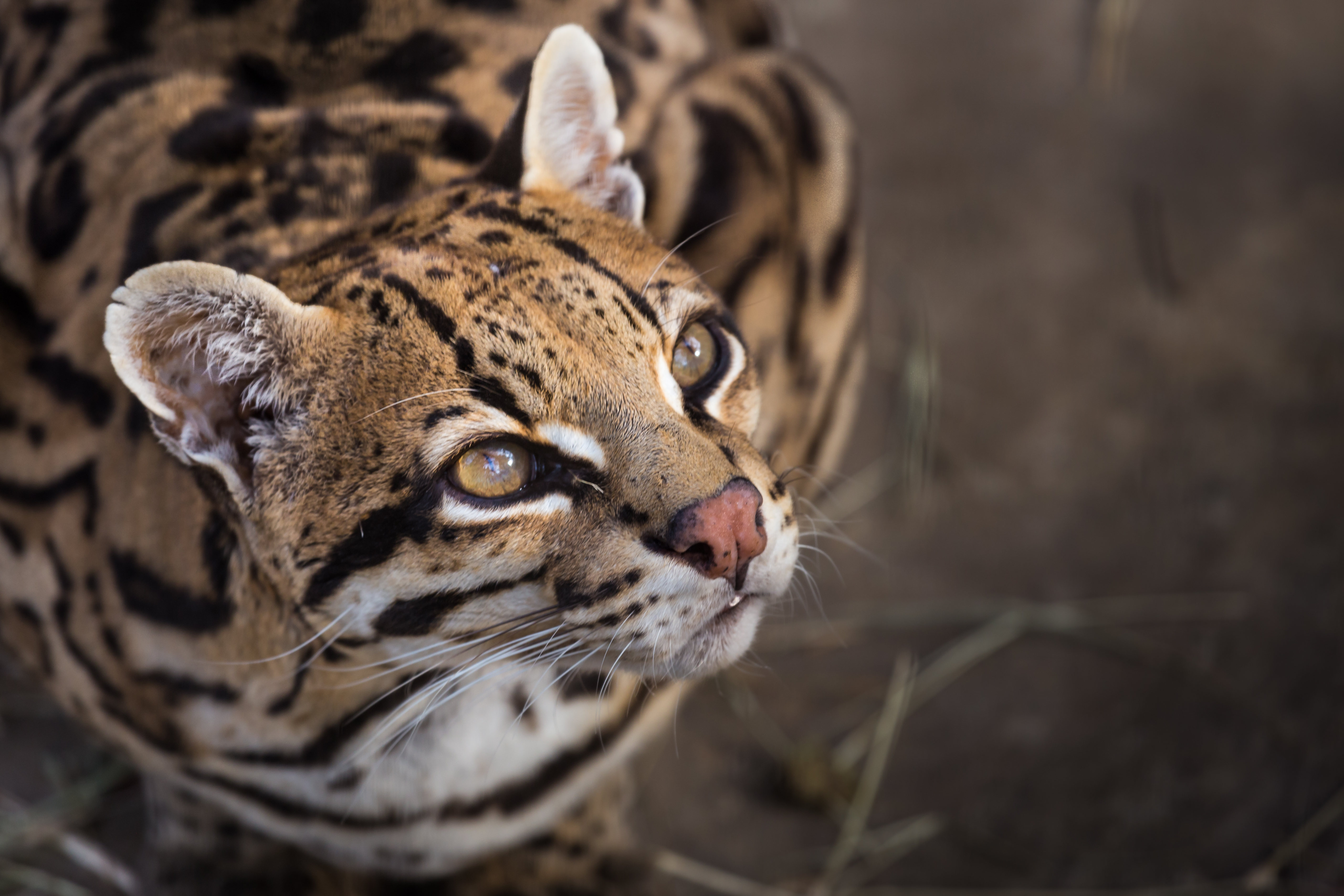 A wild cat with brown, white, and black markings gazes upward