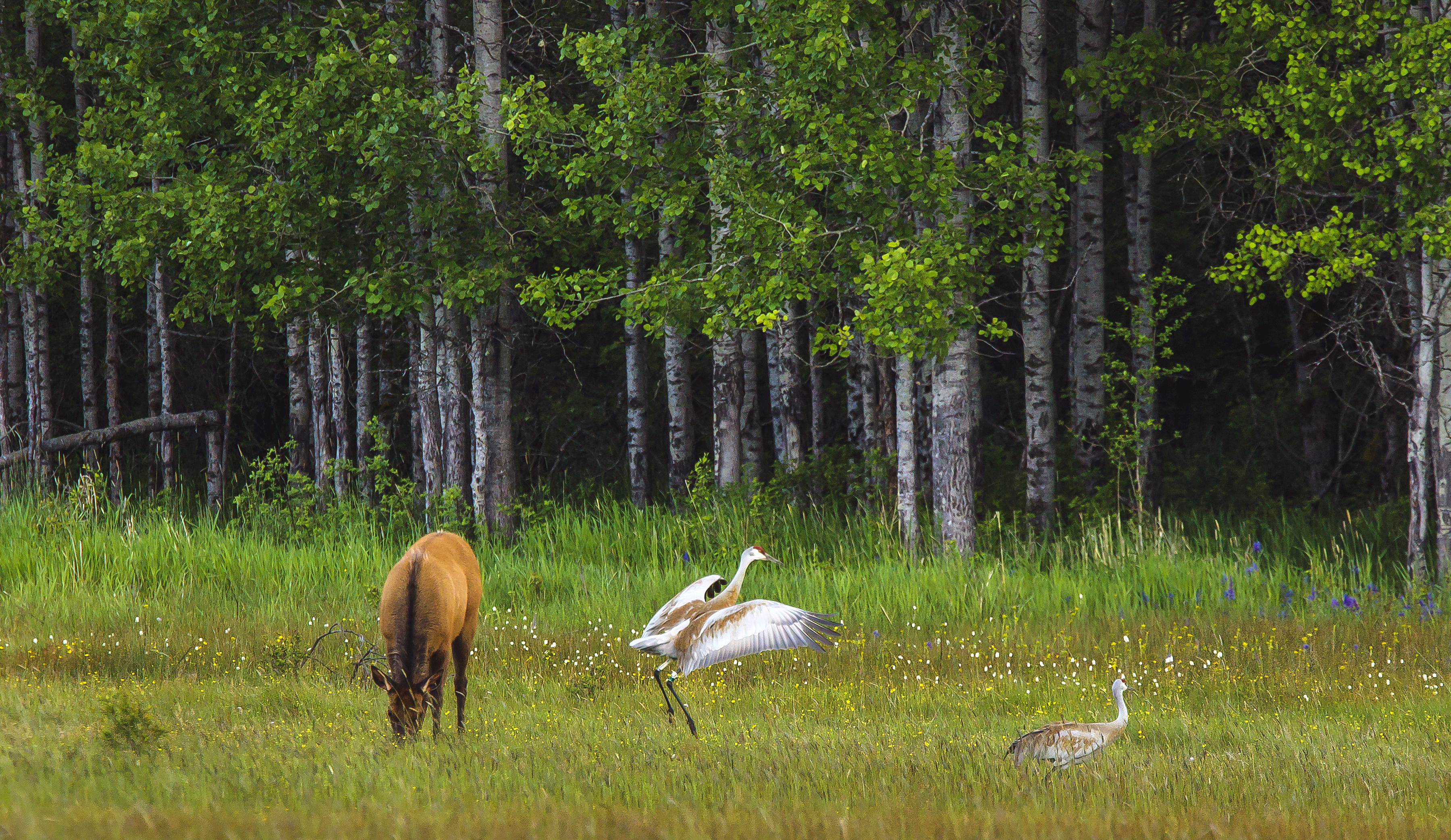 Greater Sandhill Cranes & Rocky Mountain Elk