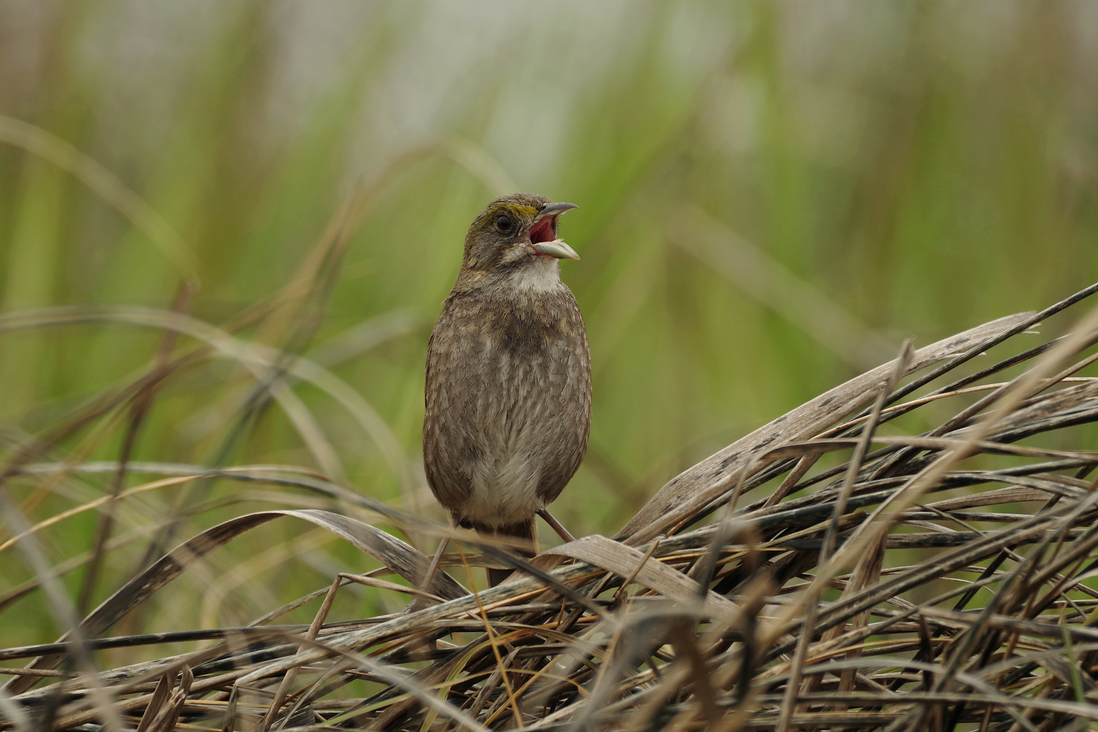 A seaside sparrow sings atop a patch of saltmarsh cordgrass.  
