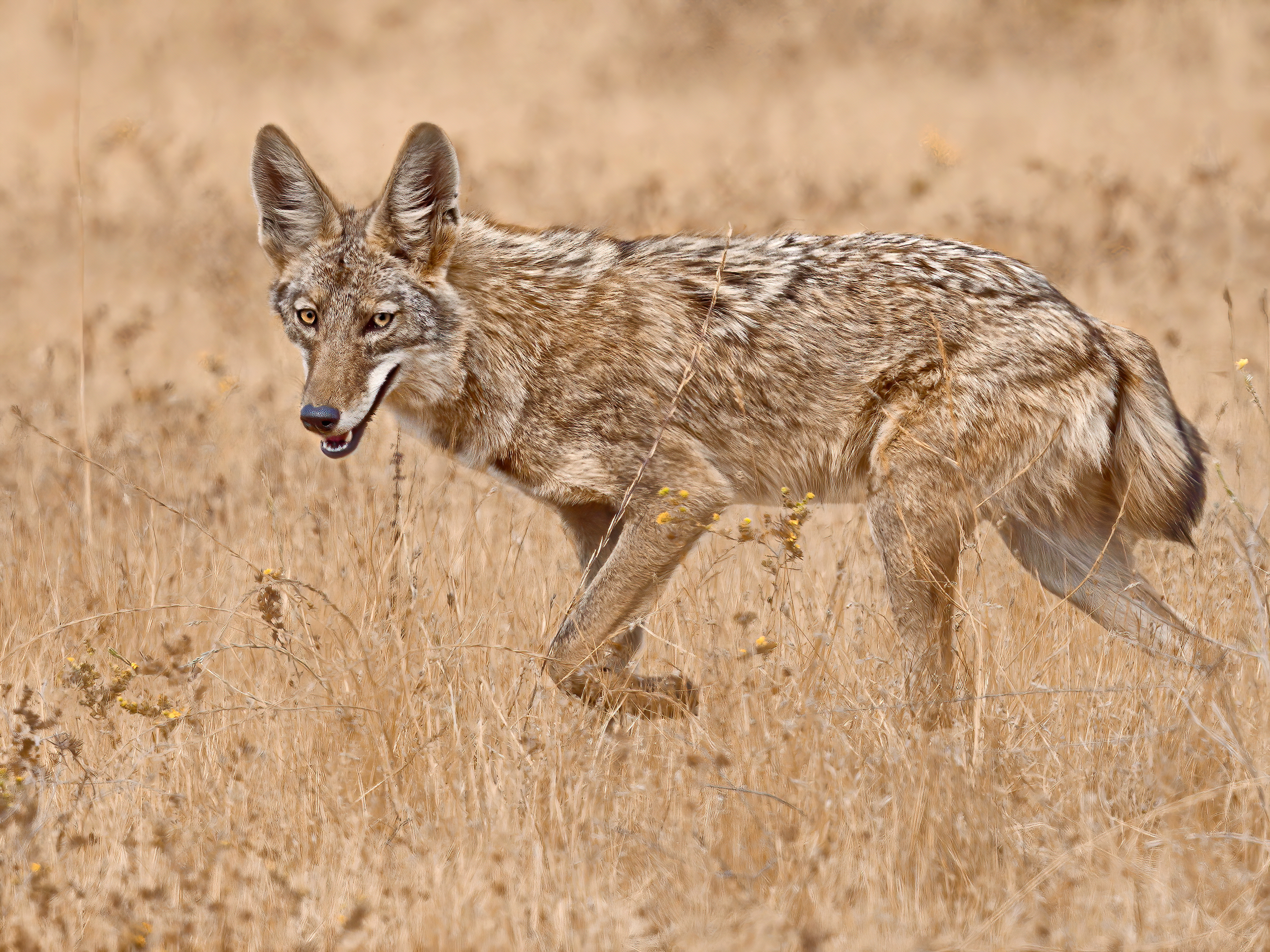 Coyote walking through a grassland.
