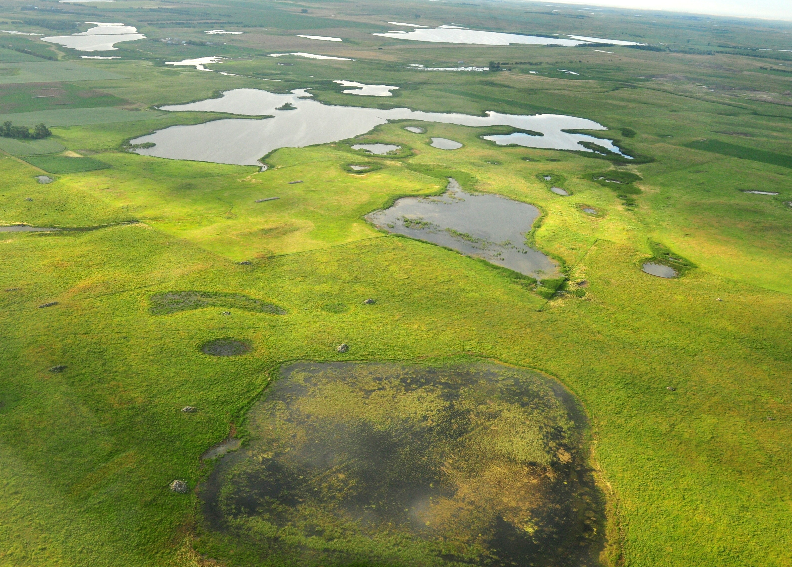 Aerial view of shallow wetlands surrounded by green prairie.