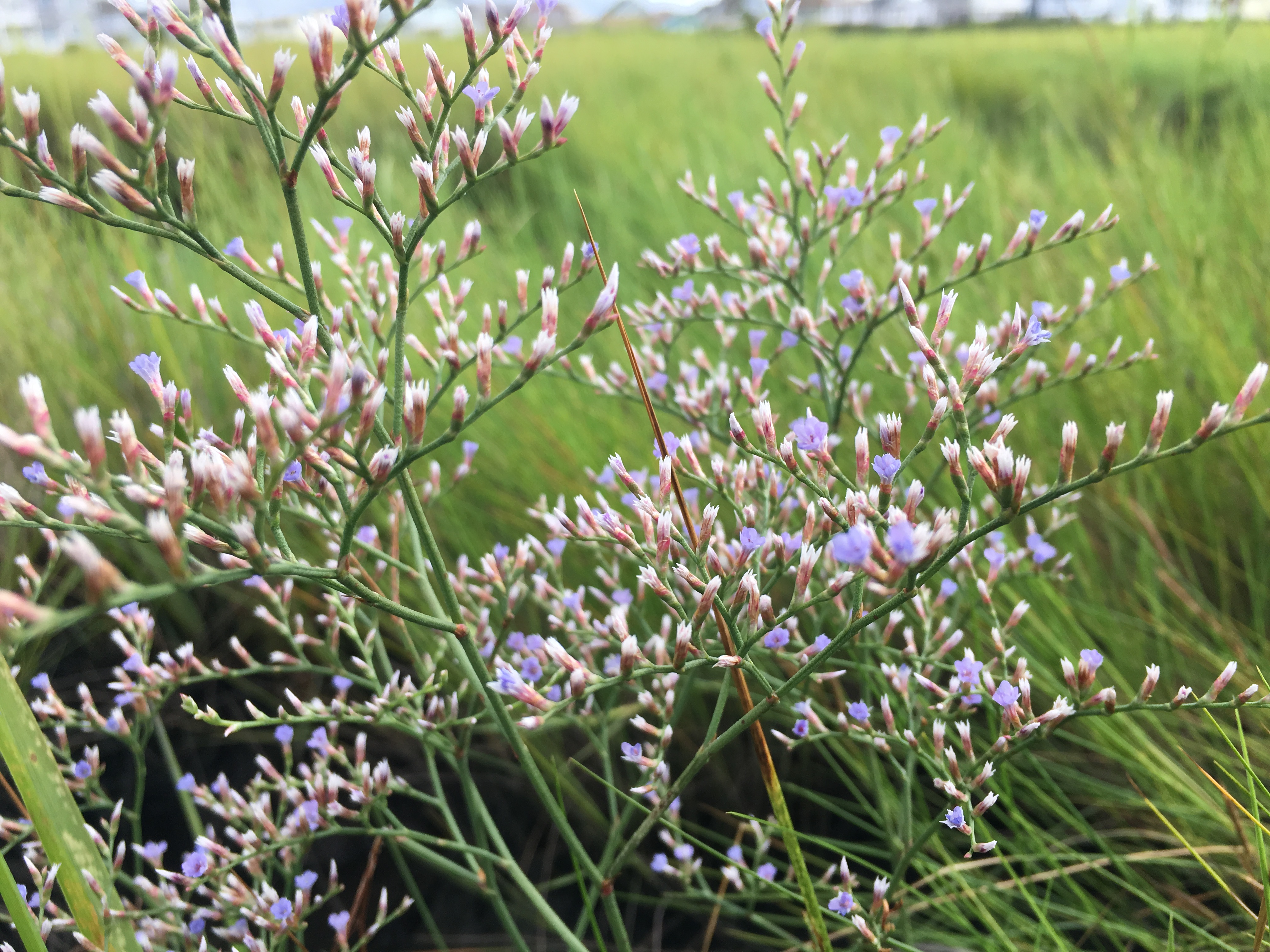Sea lavender (Limonium carolinianum) growing on the salt marsh.