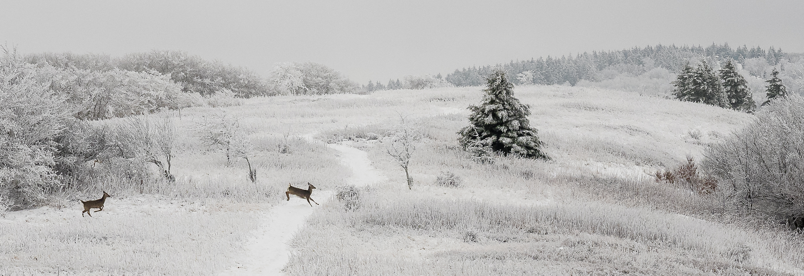 Deer crossing a trail in Canaan Valley