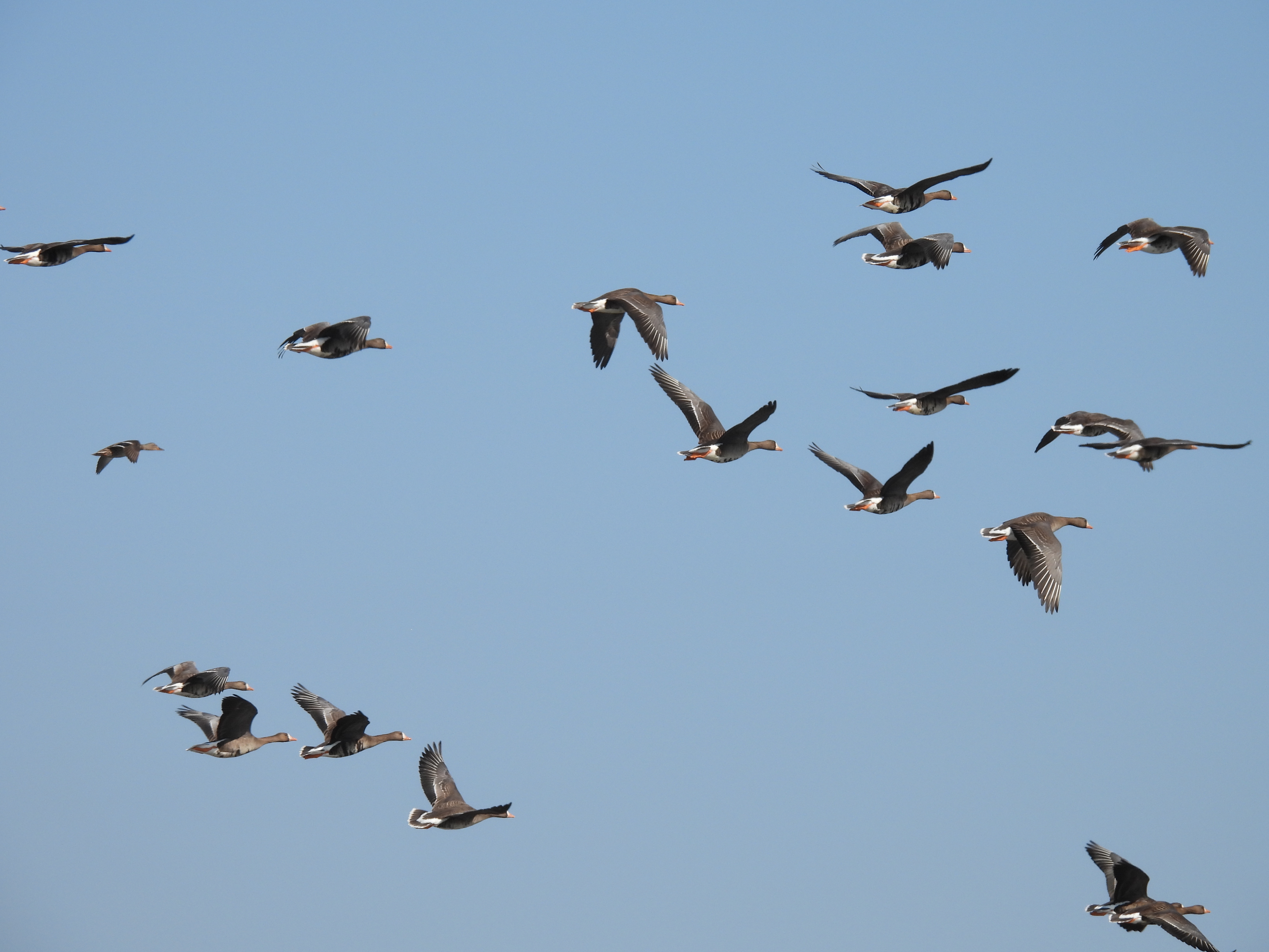 A flock of greater white-fronted geese flying in a blue sky. The geese have pink bills, a white patch of feathers at the base of the bill, gray wings and back, orange legs, and a white belly. The geese have black speckling on the white bellies. 