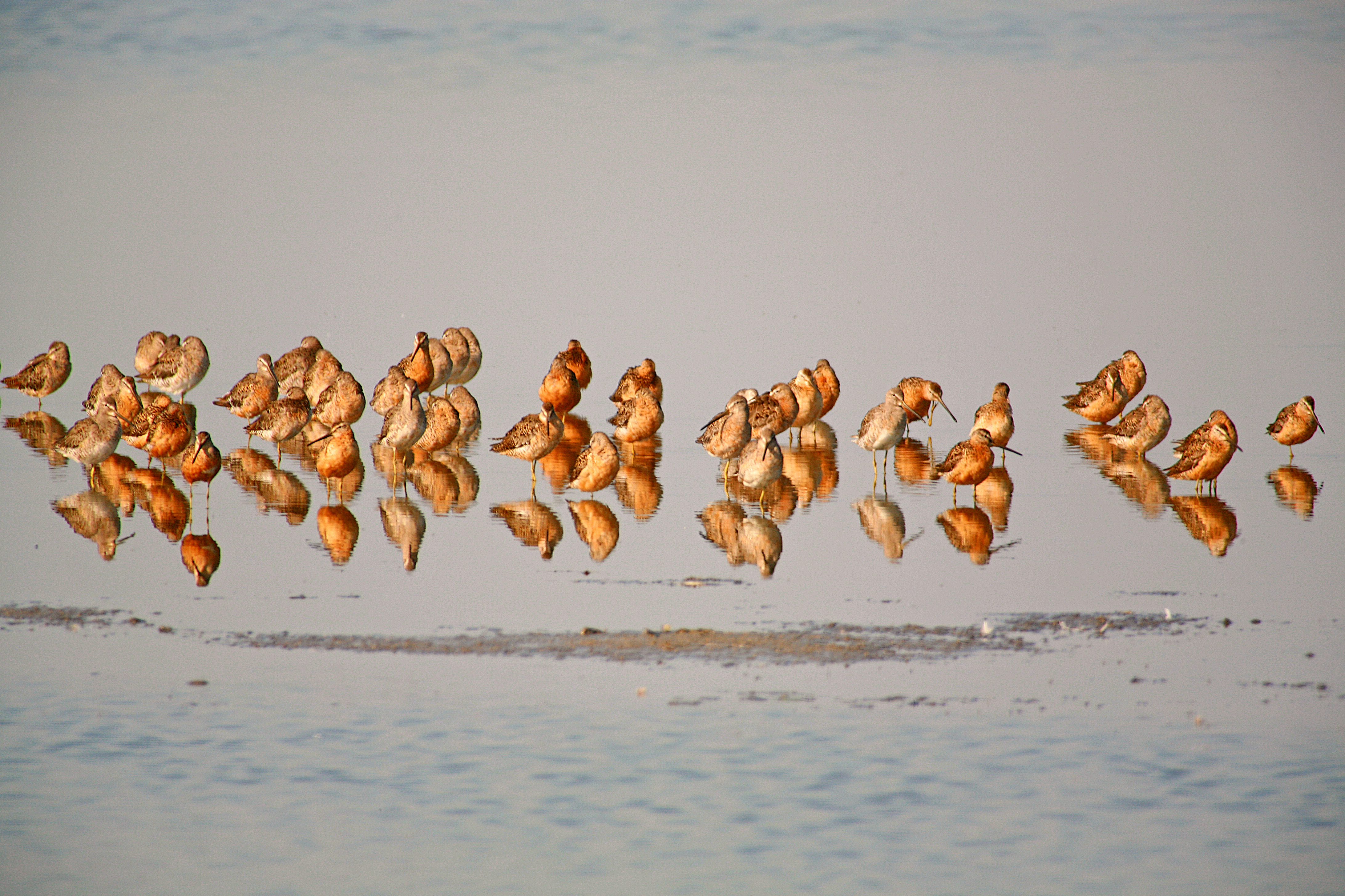 a flock of dowitchers wading in shallow water