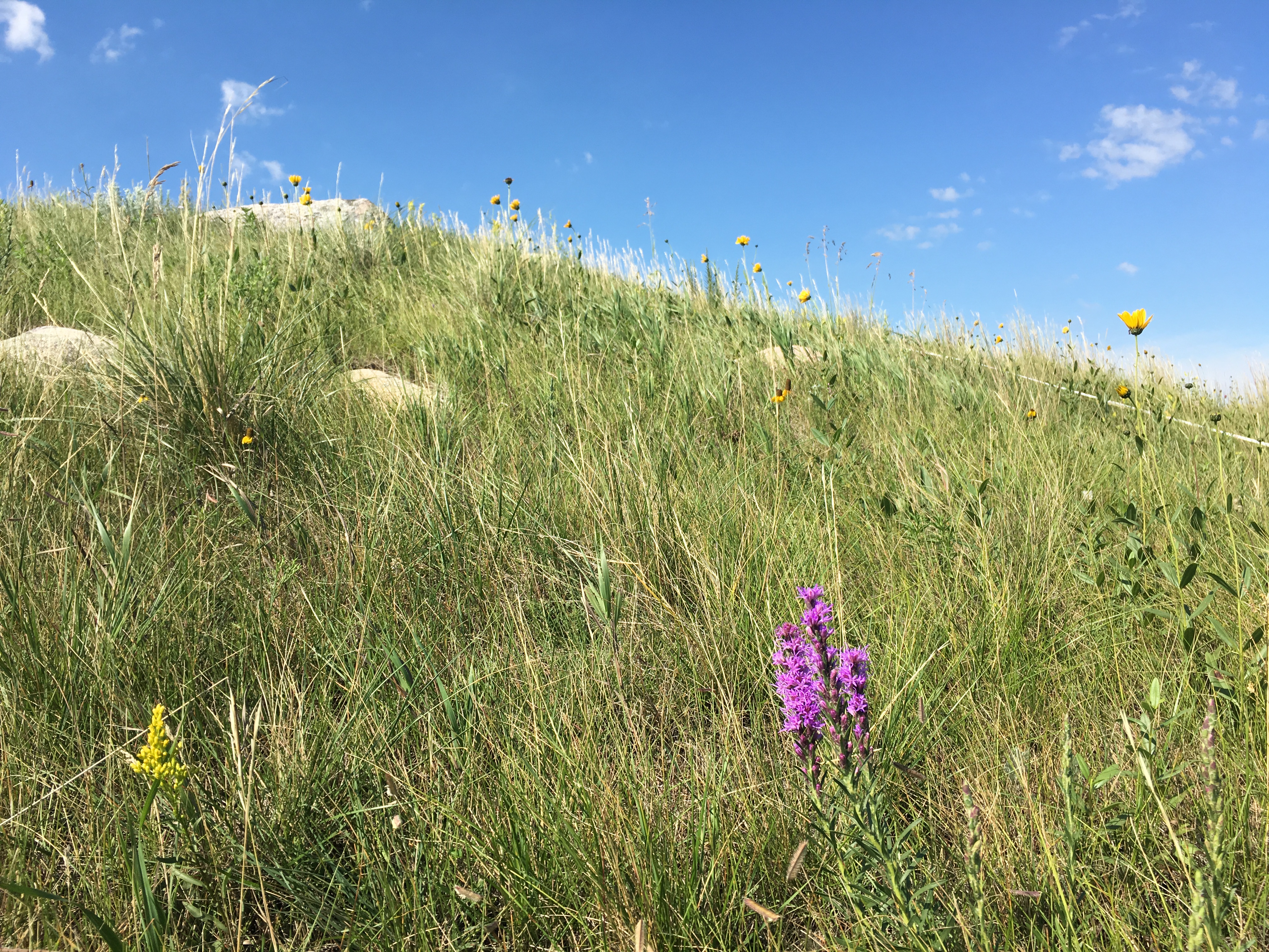Prairie hillside at Topp WPA in eastern North Dakota