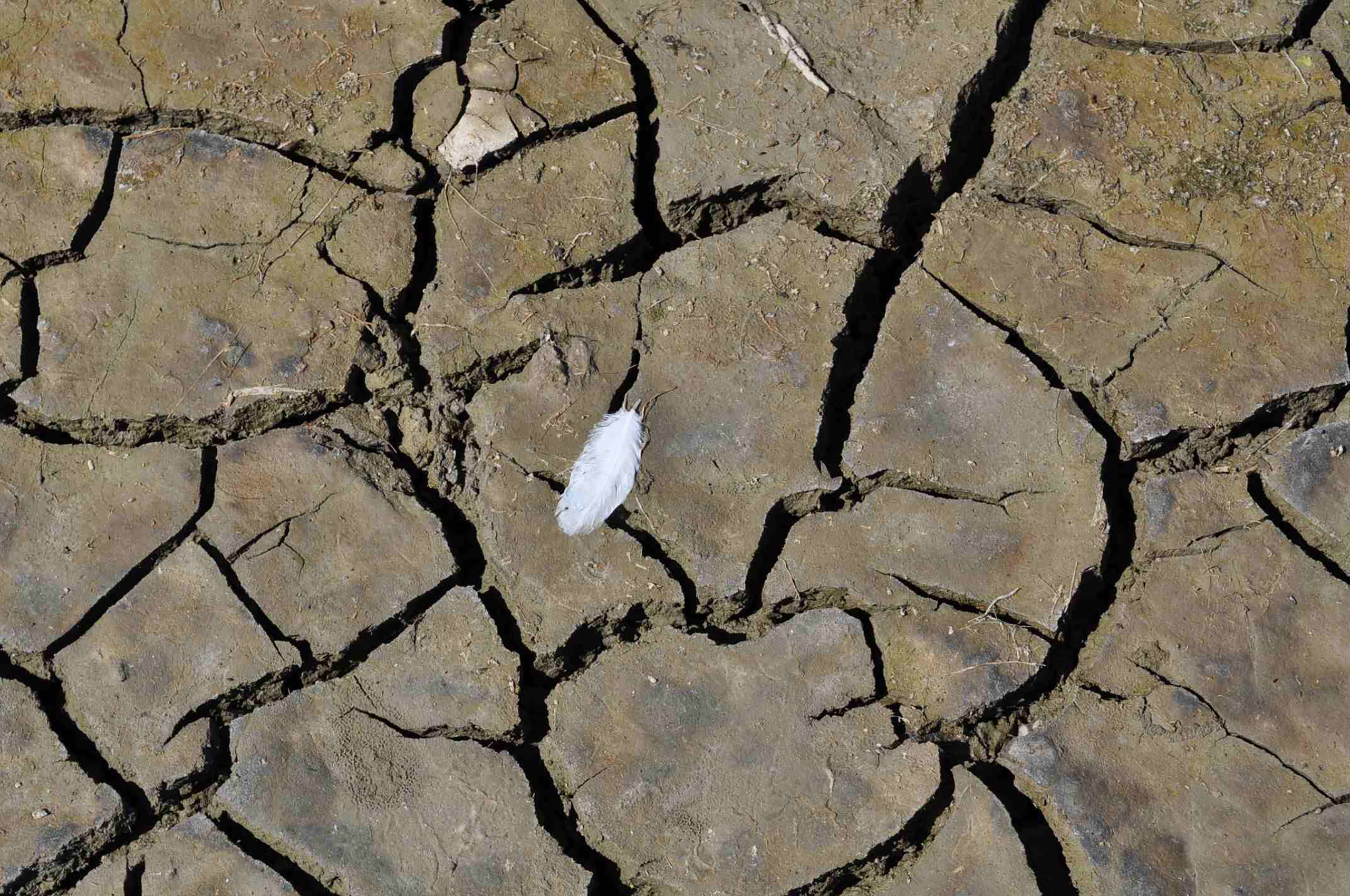 A single white feather rests on cracked, brown, dry mud. 