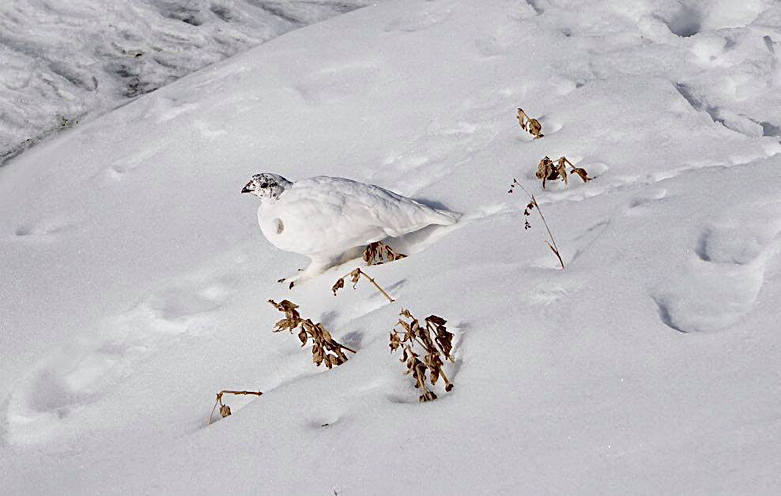 White mount rainier white-tailed ptarmigan on a field of snow