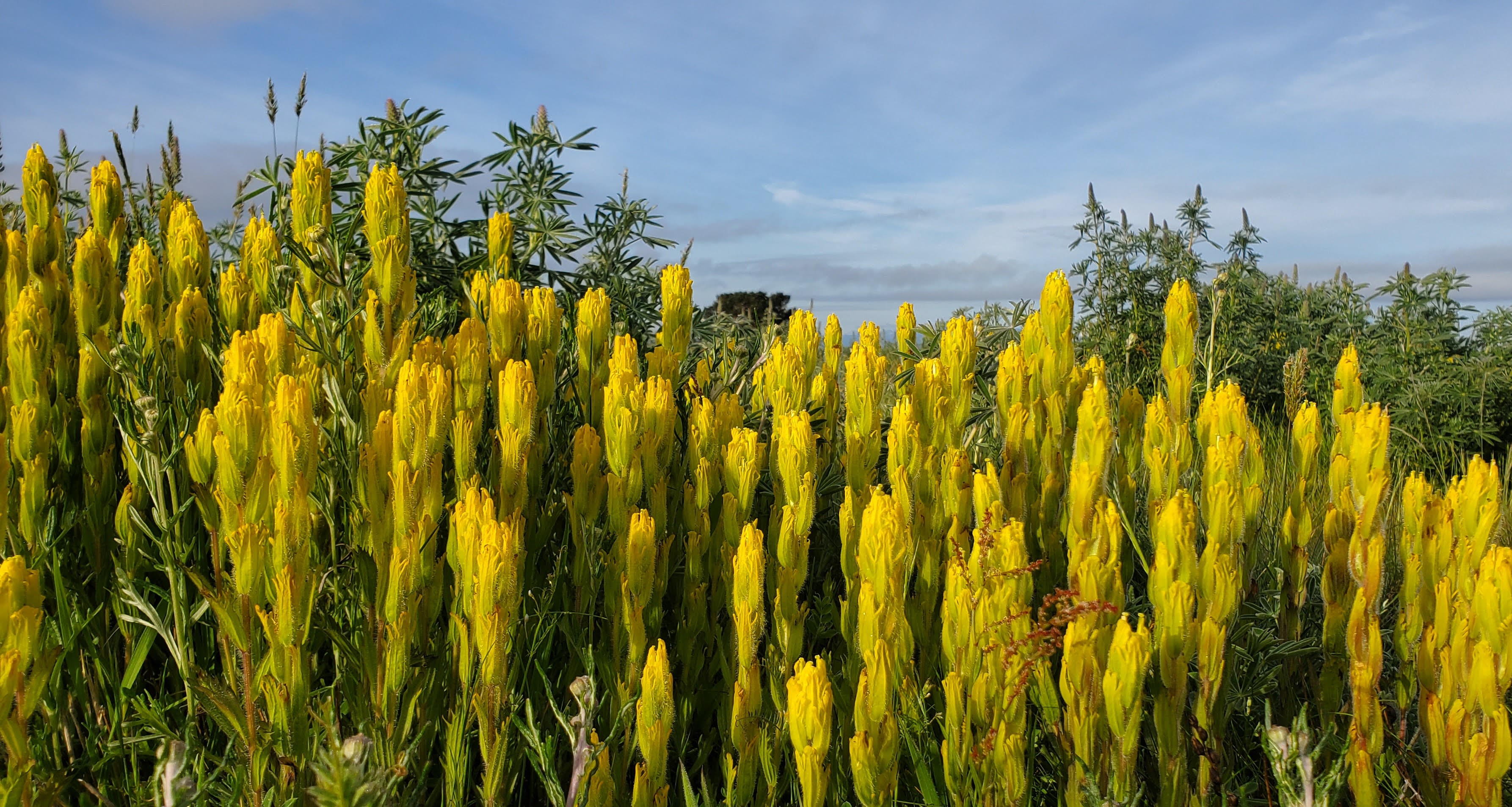 Yellow flowers of golden paintbrush beneath a blue sky
