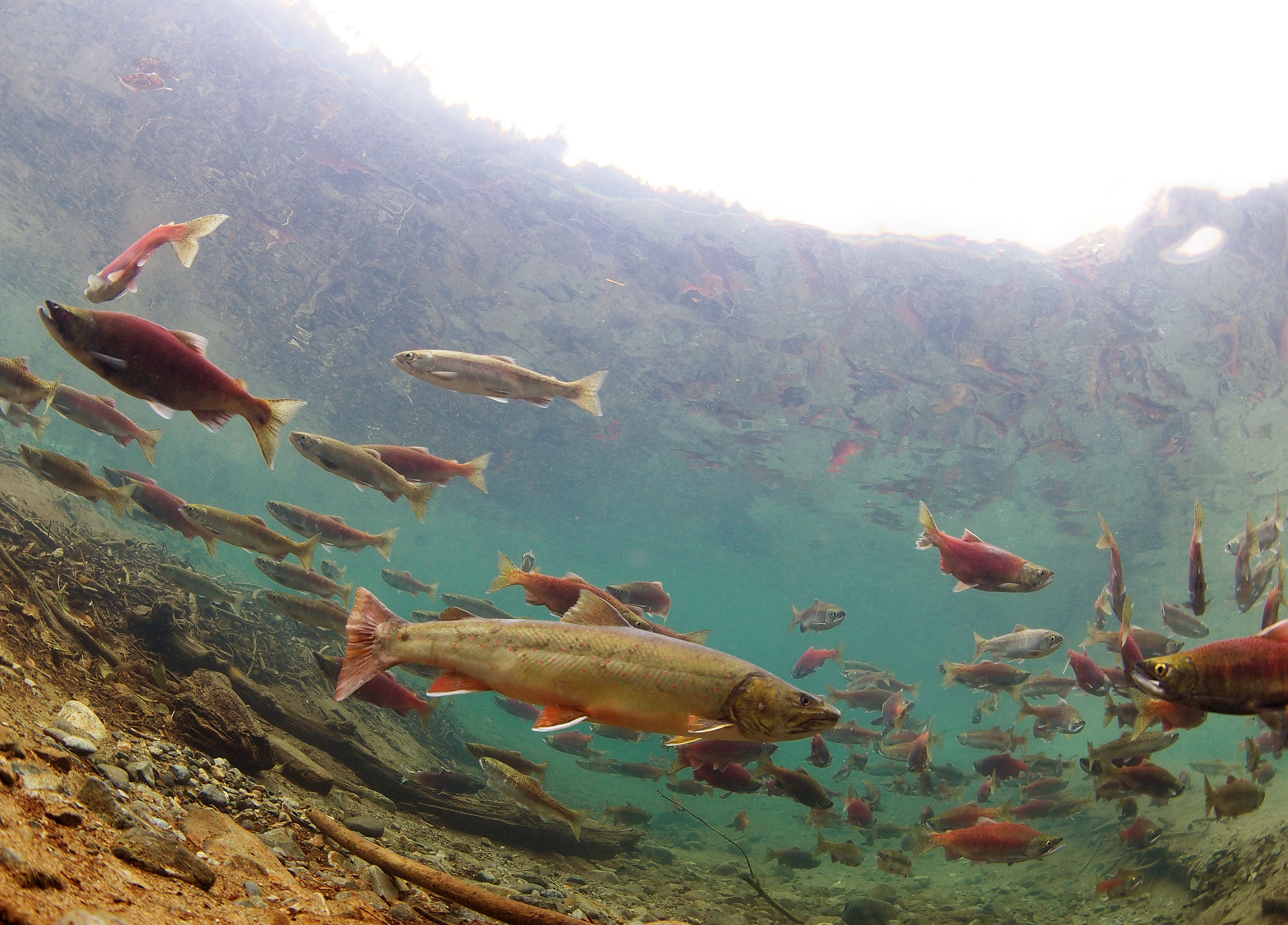 Bull trout and kokanee salmon underwater