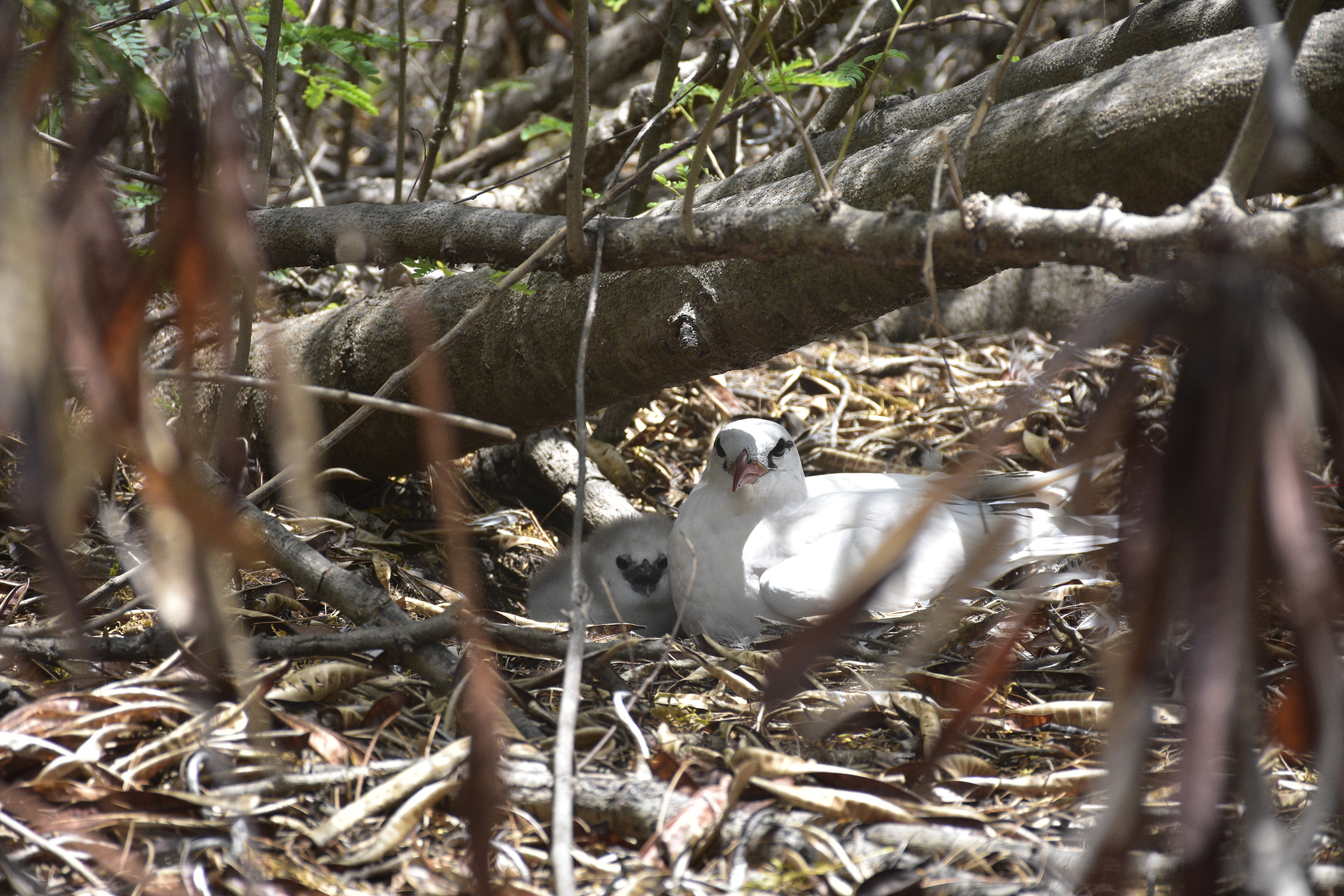 A red-tailed tropicbird and her chick sit below a branch. Dead leaves surround them. 