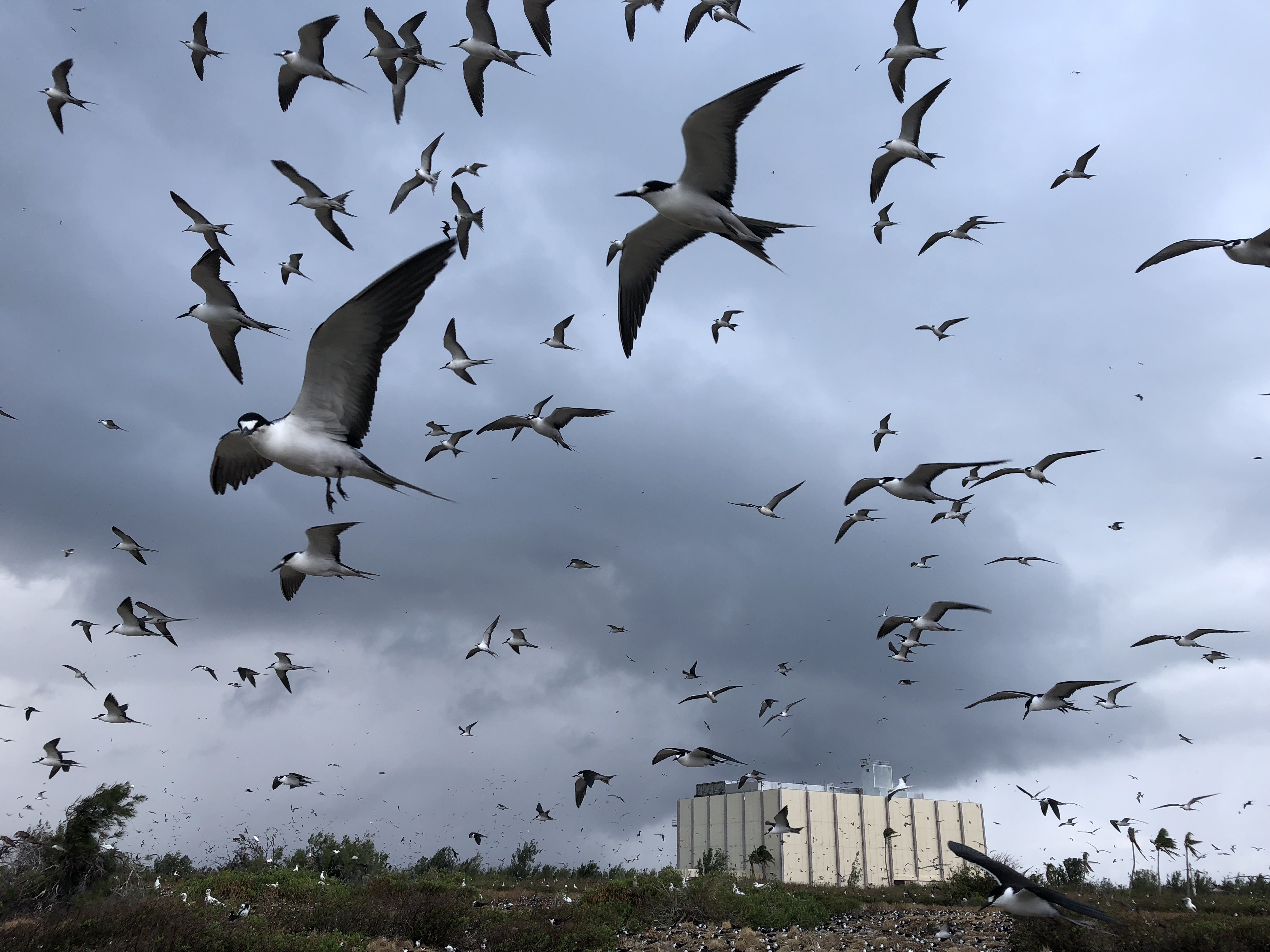 Thousands of sooty terns fly in front of an abandoned building on Johnston Atoll. Grey skies are in the back.