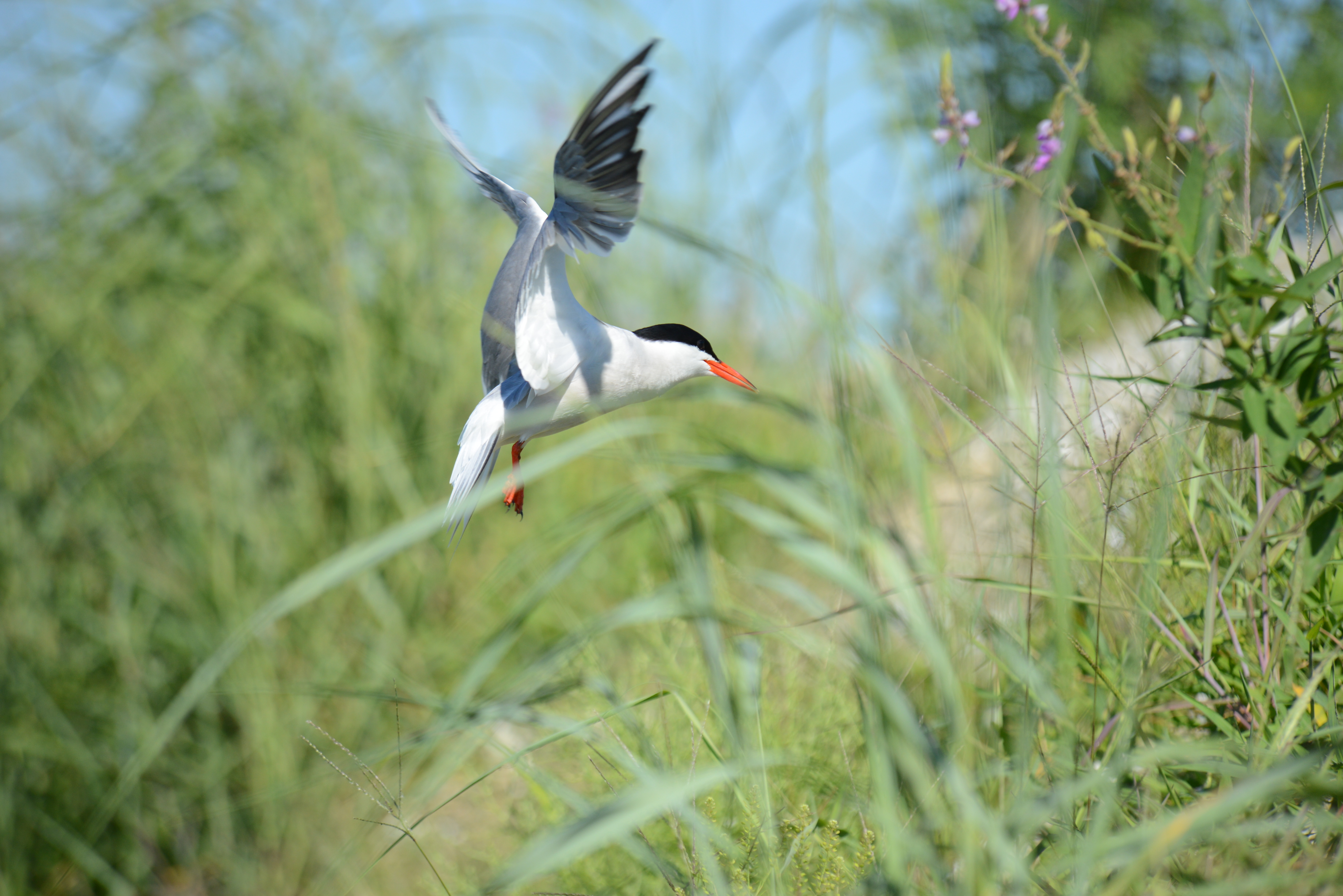 A common tern is about to land 