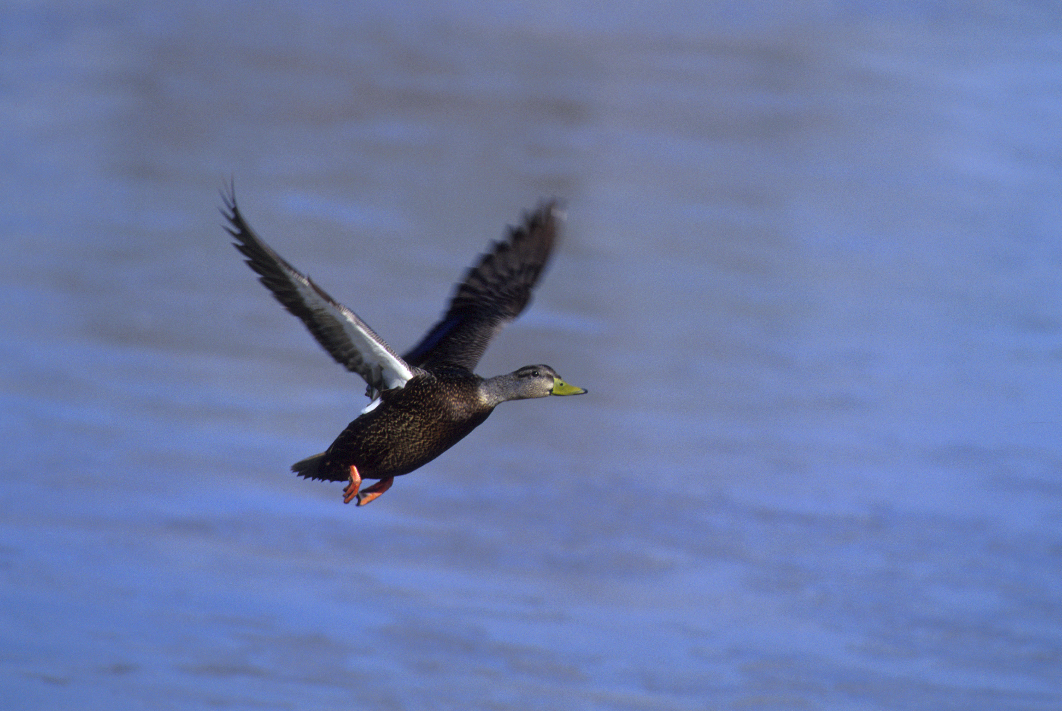 An American black duck flies just over the surface of blue water
