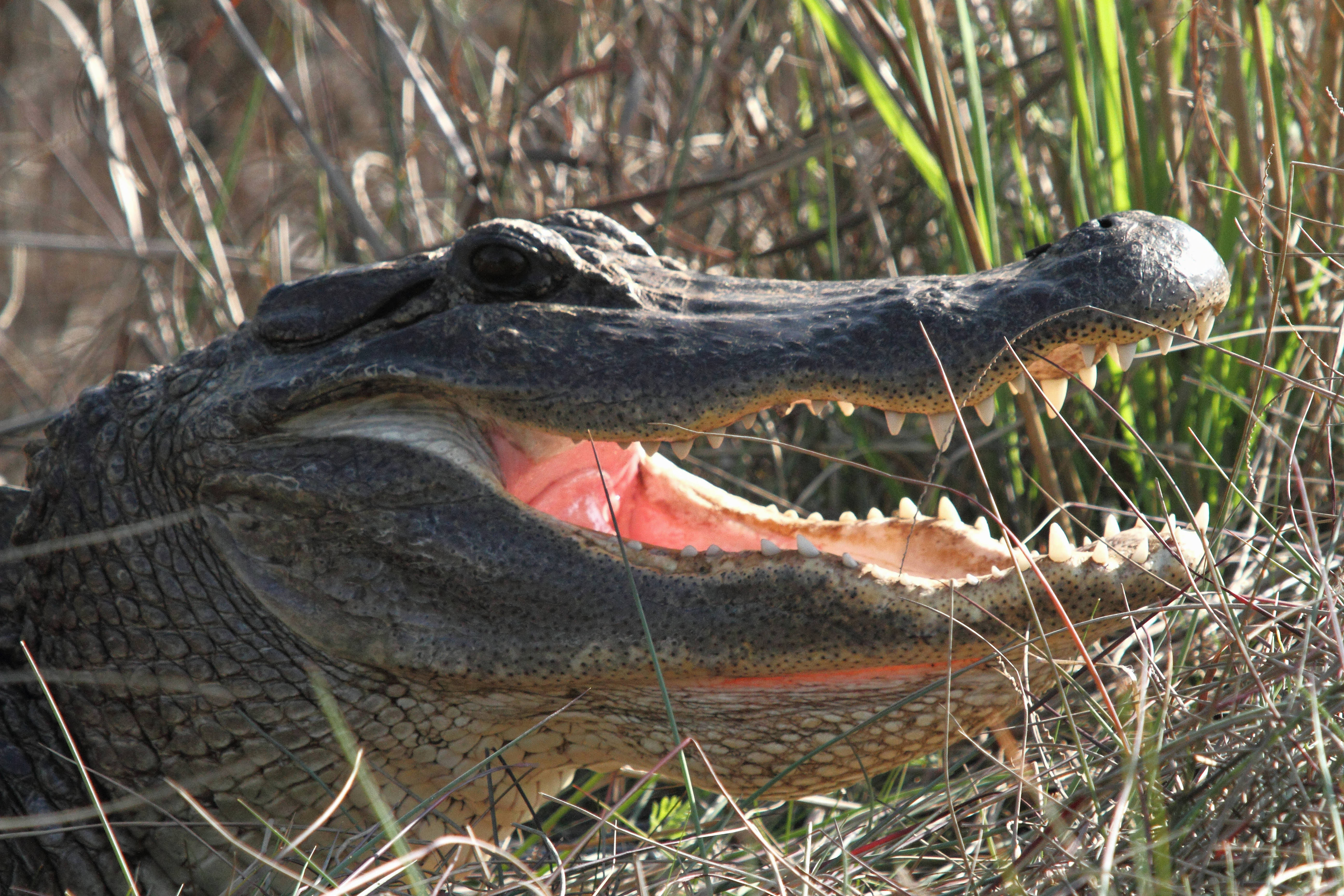 Head of an alligator in the brush, mouth slightly open