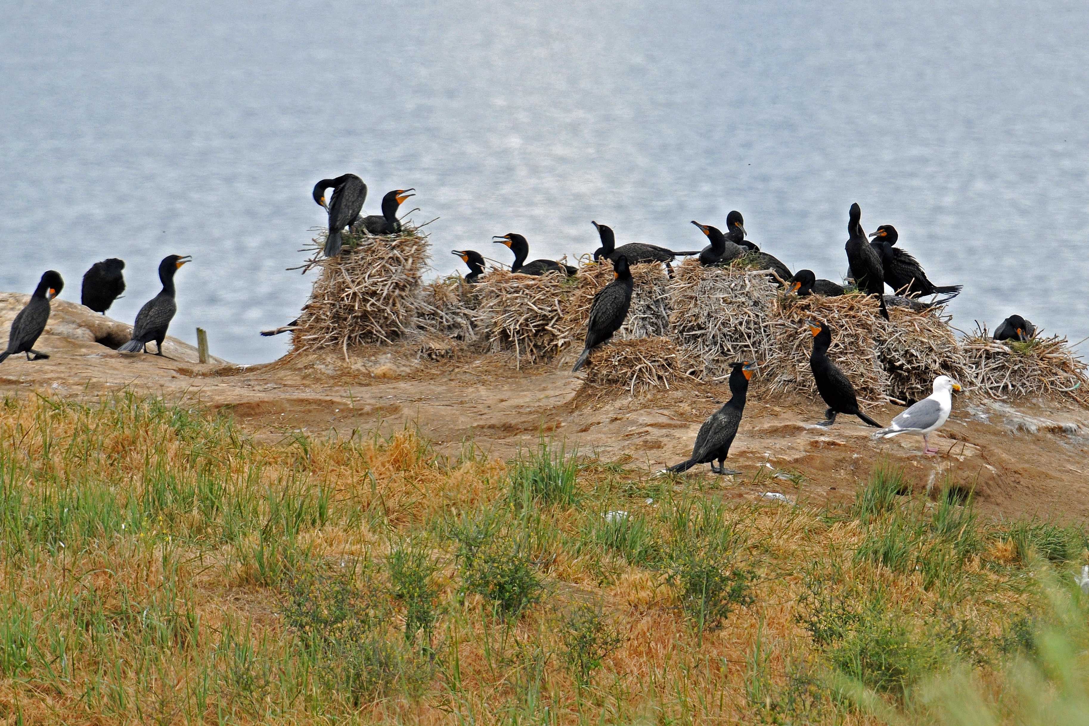 Cormorants Nesting on Protection Island