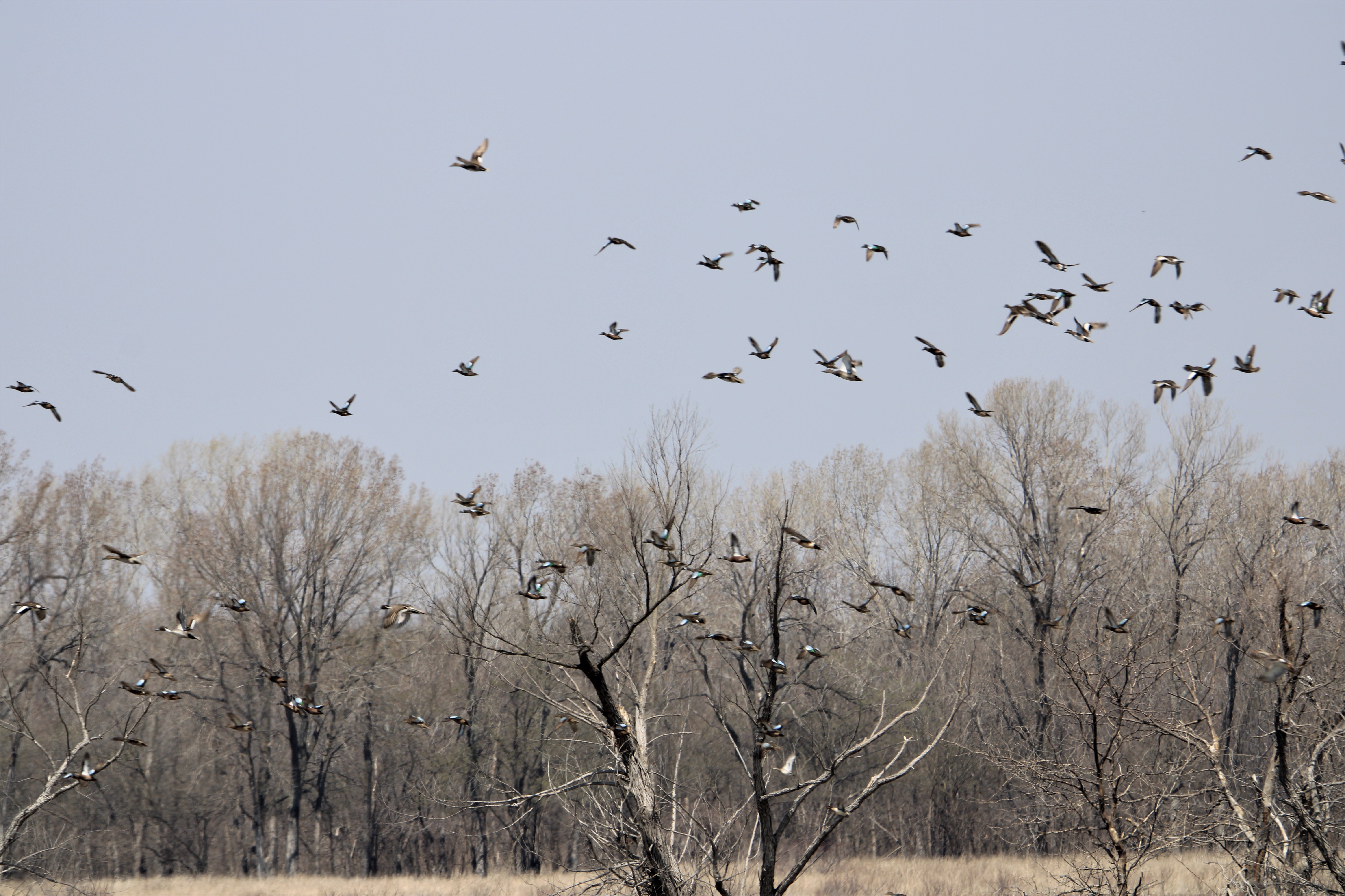Numerous ducks in flight over a spring landscape of leafless trees