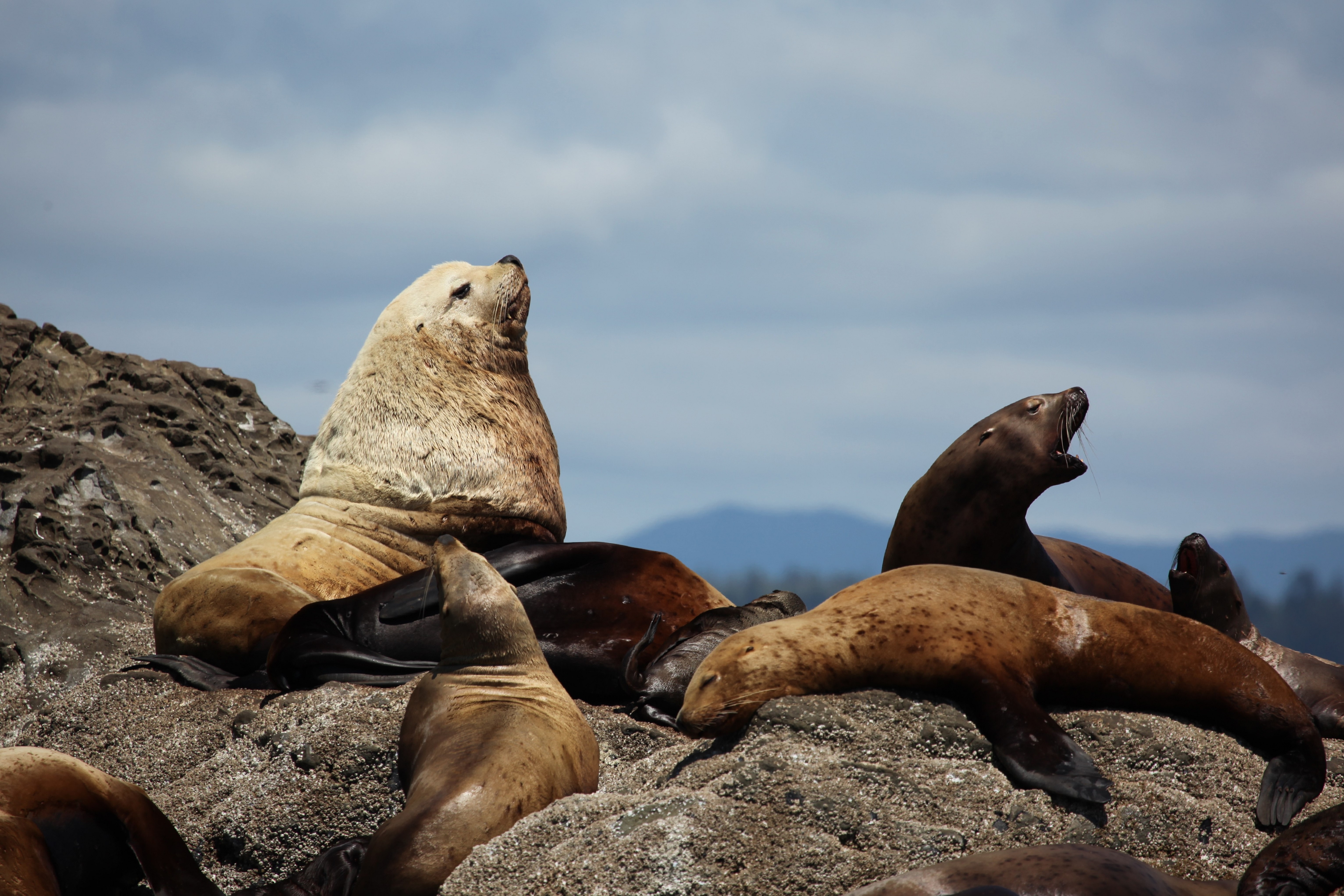 Sea Lions Resting on a Rocky Island
