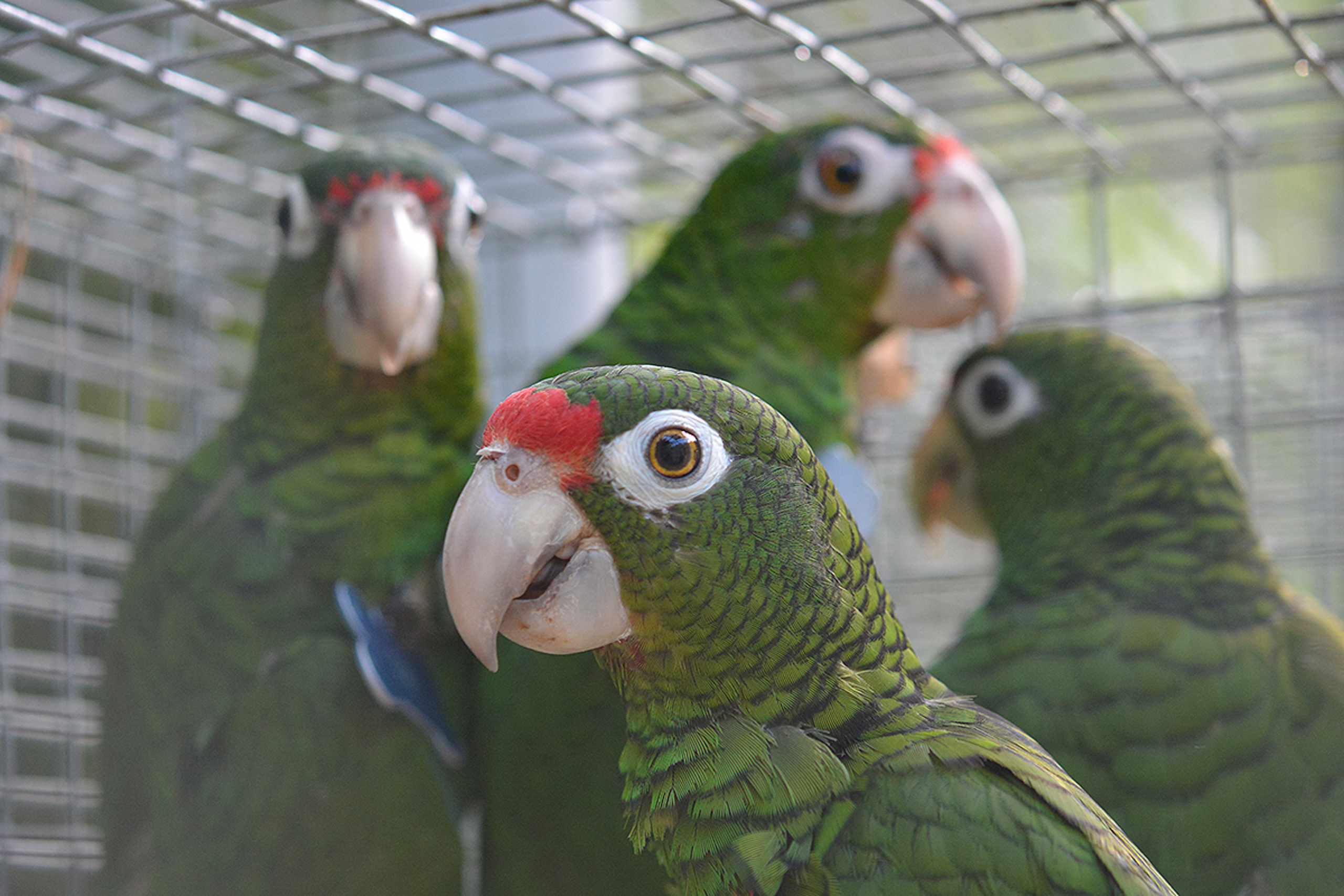 Group of four Puerto Rican parrots in a cage