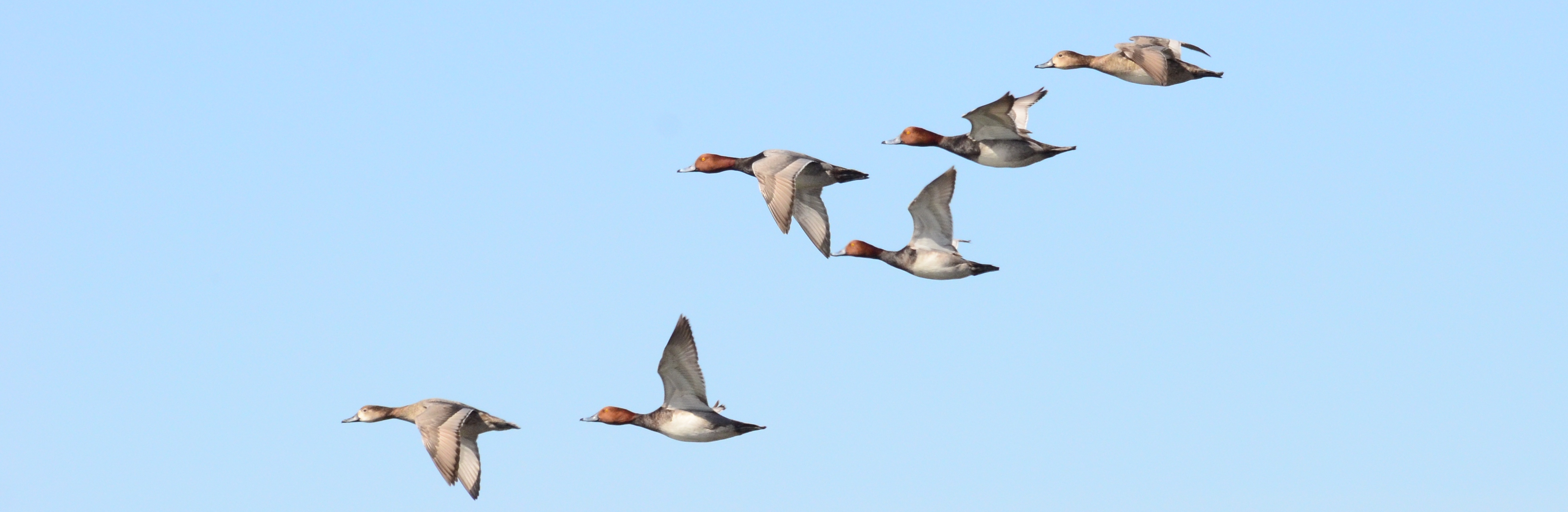 Redhead ducks in flight four male two females 