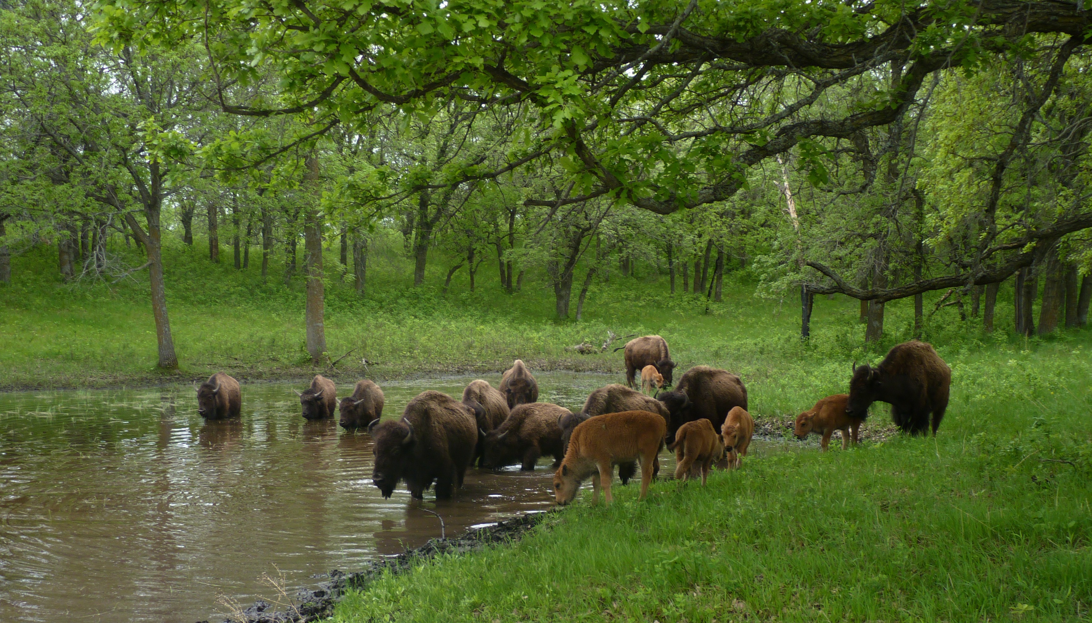 A herd of bison at a wetland
