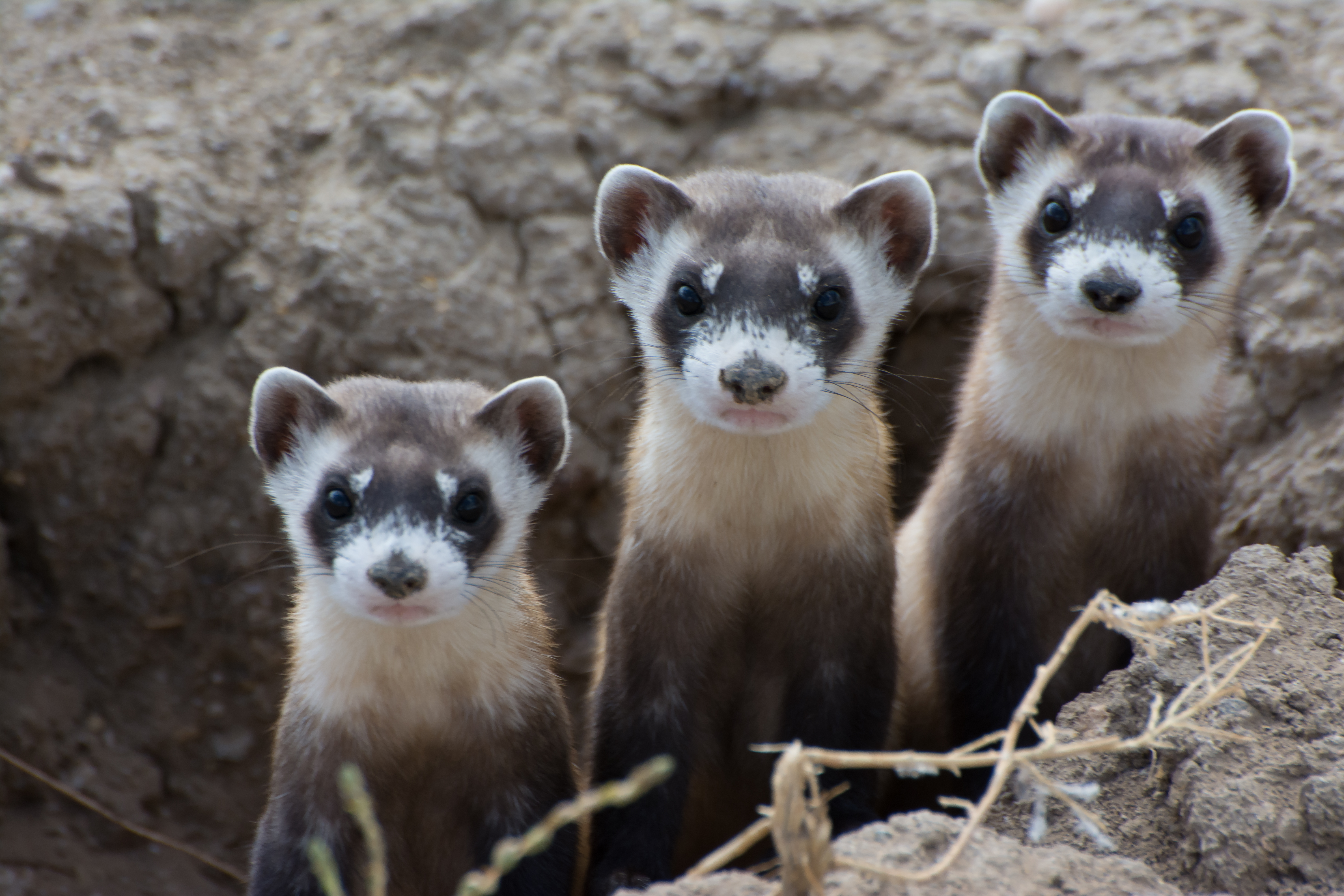 Three ferrets peek out of burrow.