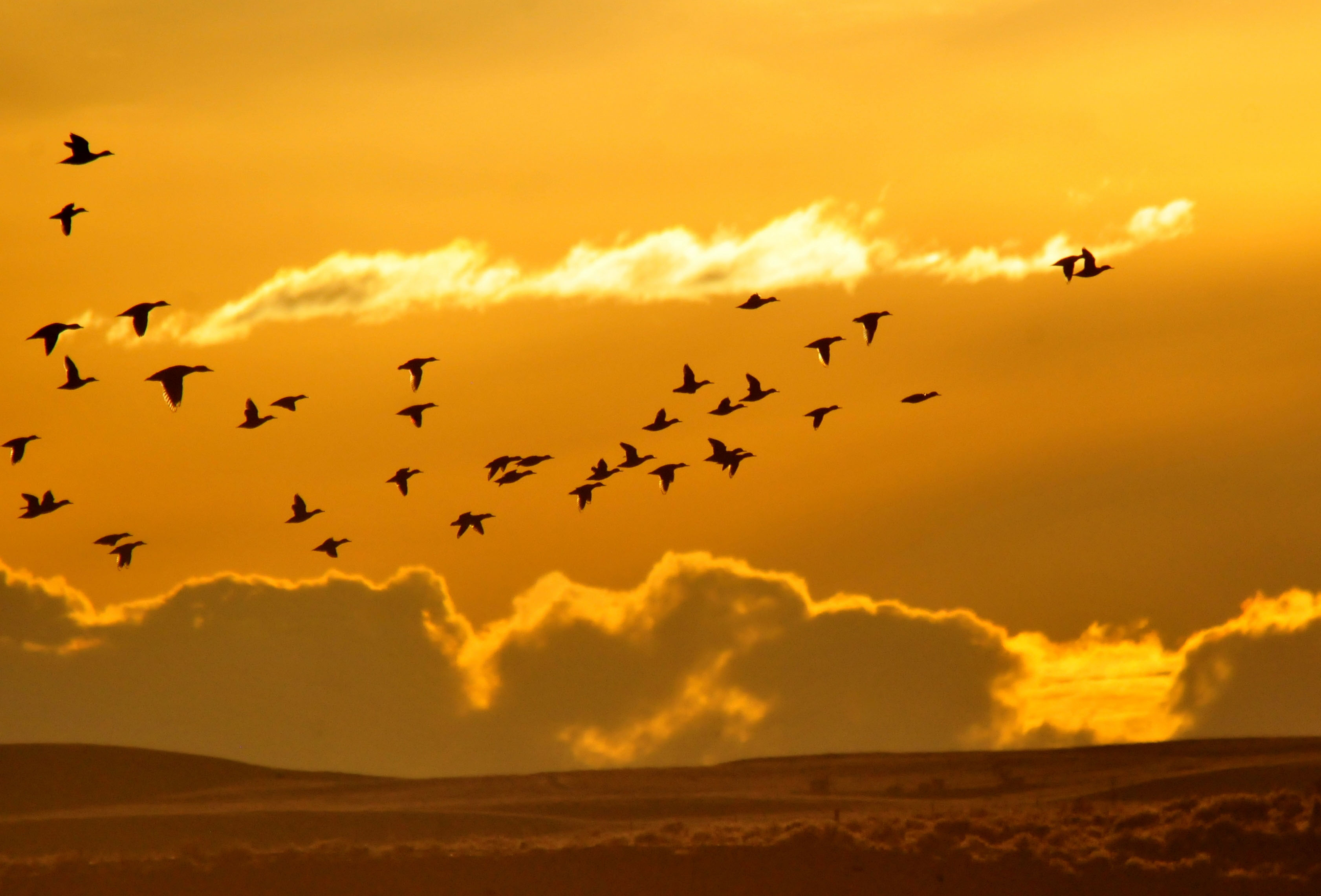 birds in an orange sky
