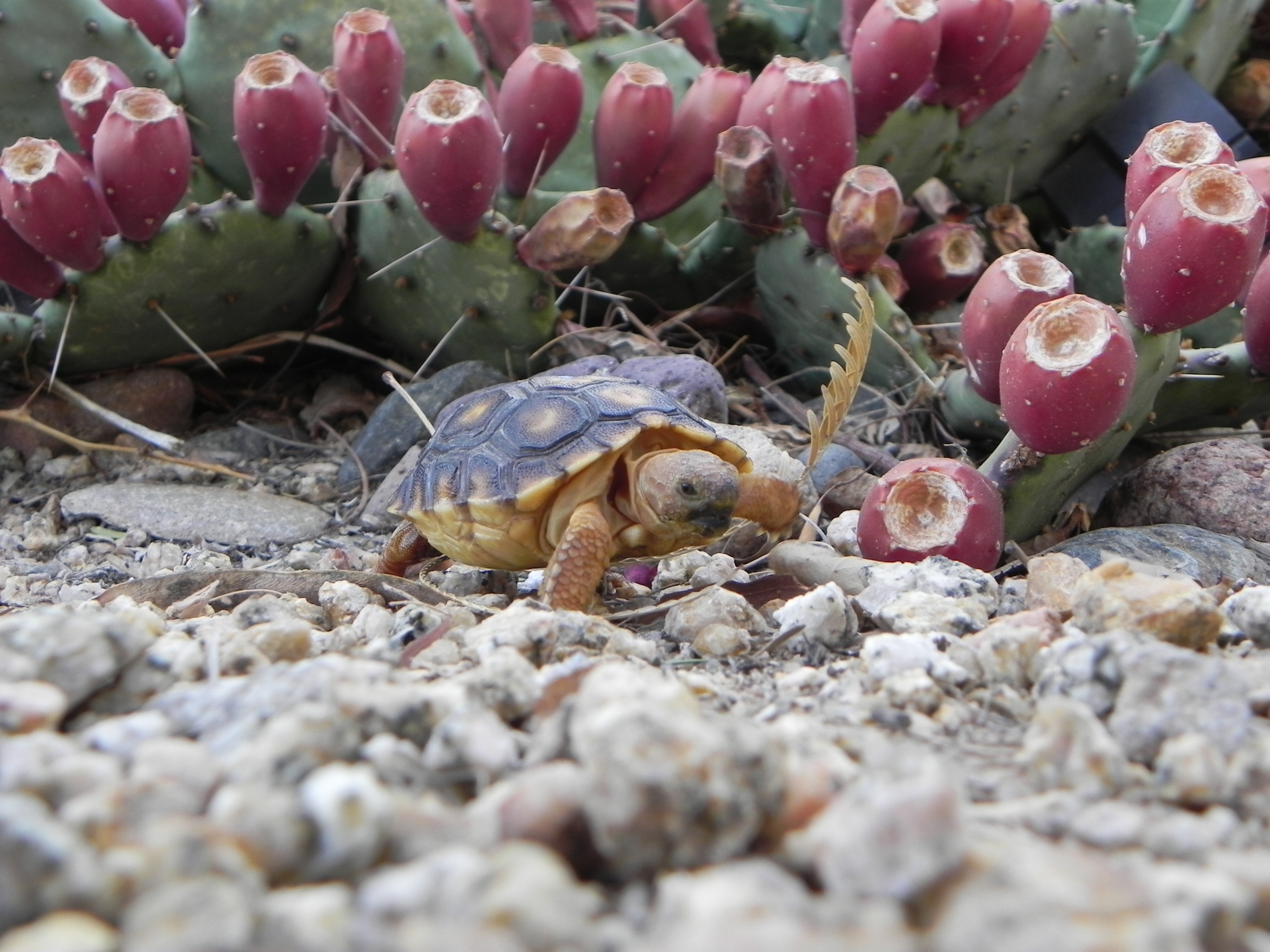 Young tortoise with prickly pear cactus in the background.