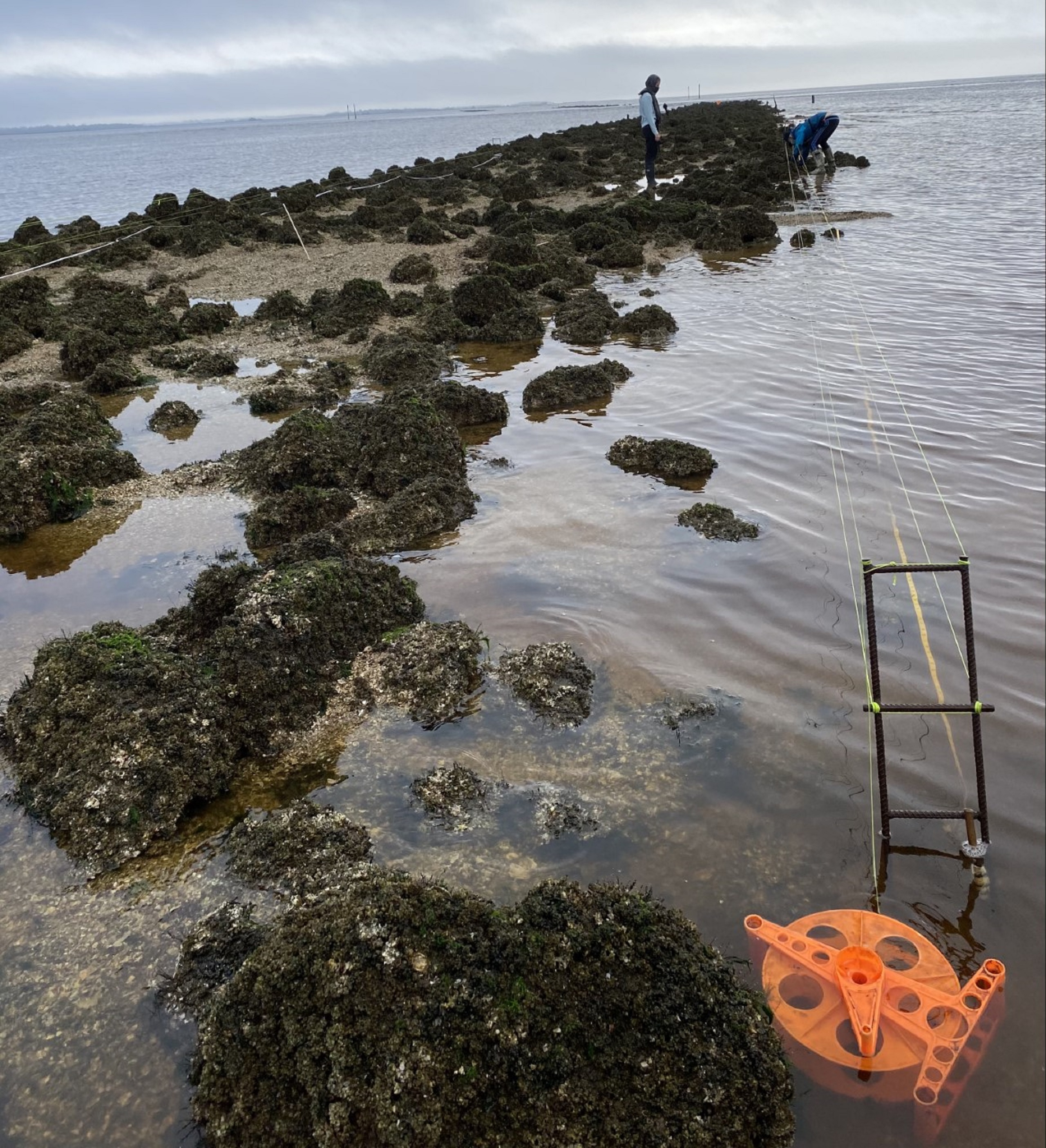 University of Florida student researchers at Lone Cabbage Reef