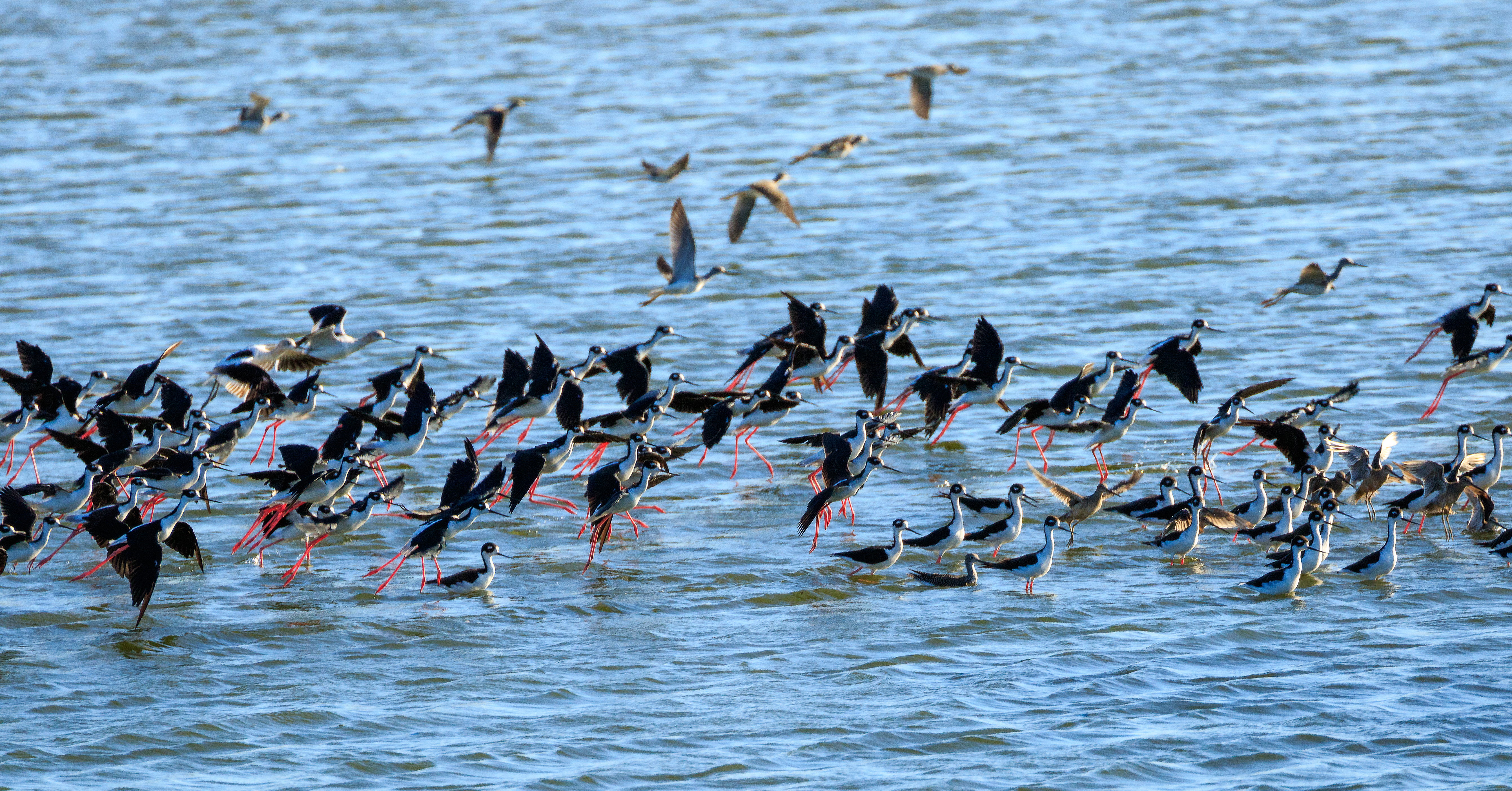 Black-necked stilts in flight landing in shallow water. 