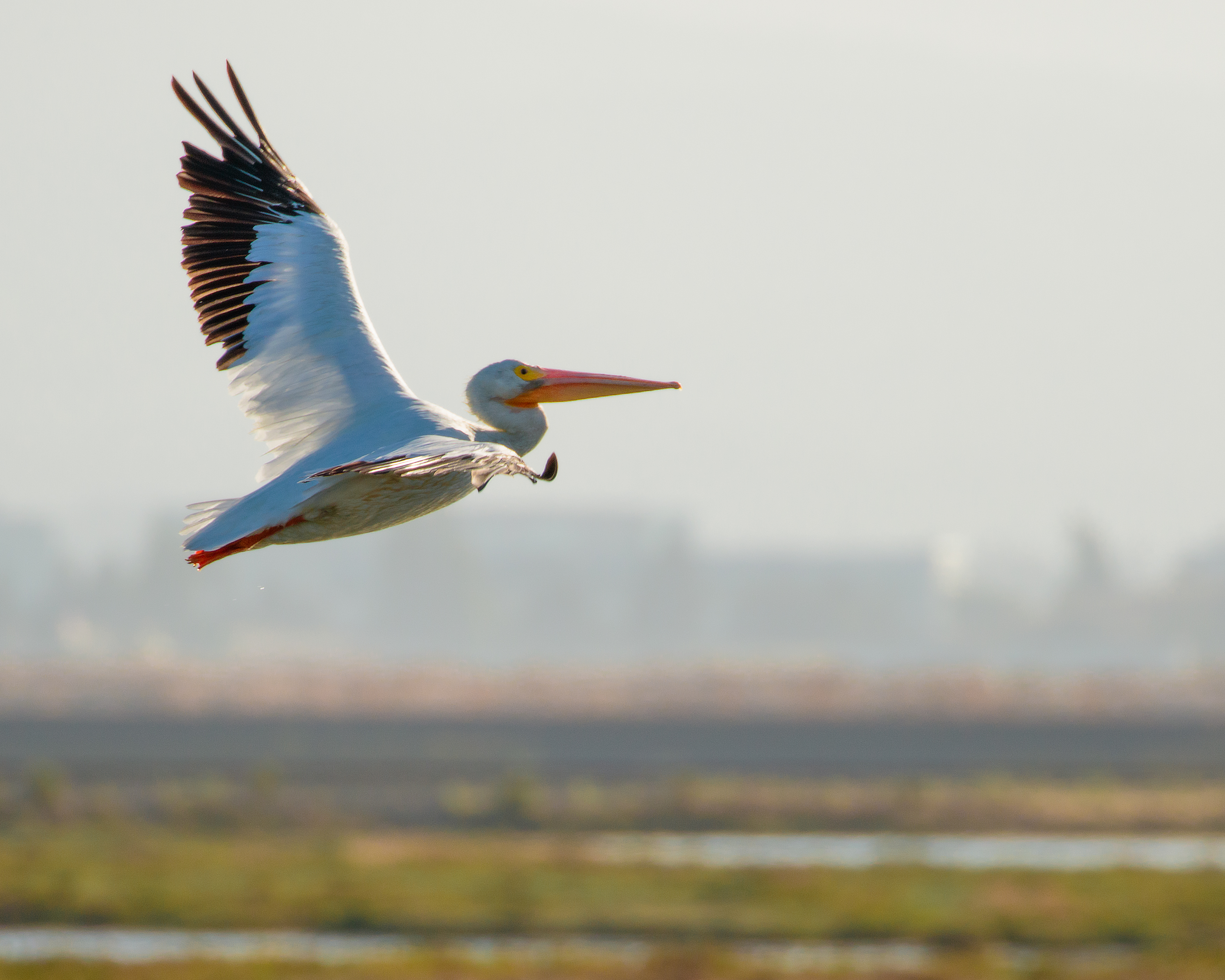 White pelican flying over a marsh with a city in the background.