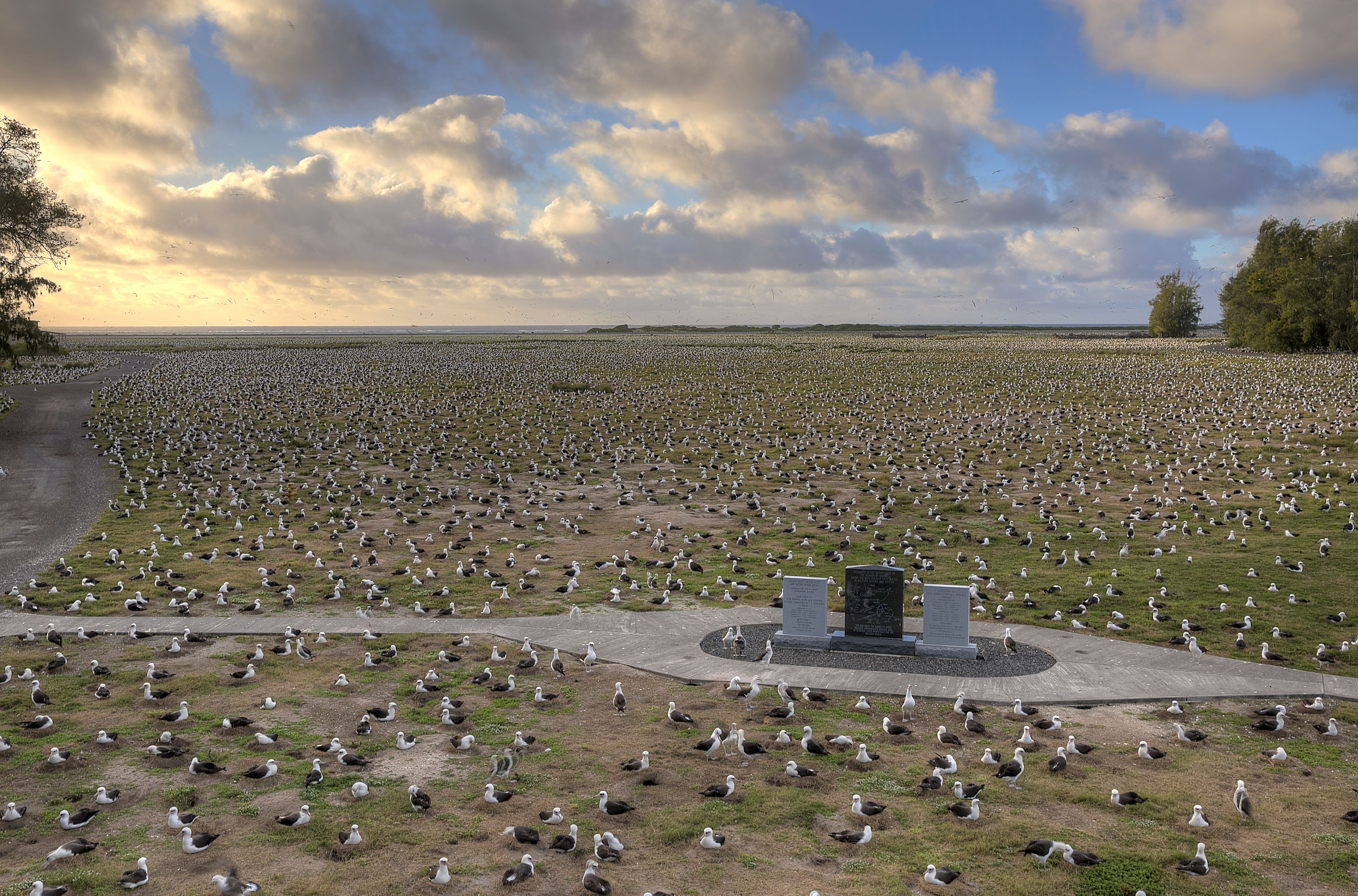 The IMMF Memorial surrounded by thousands of Laysan albatross as the sun rises.