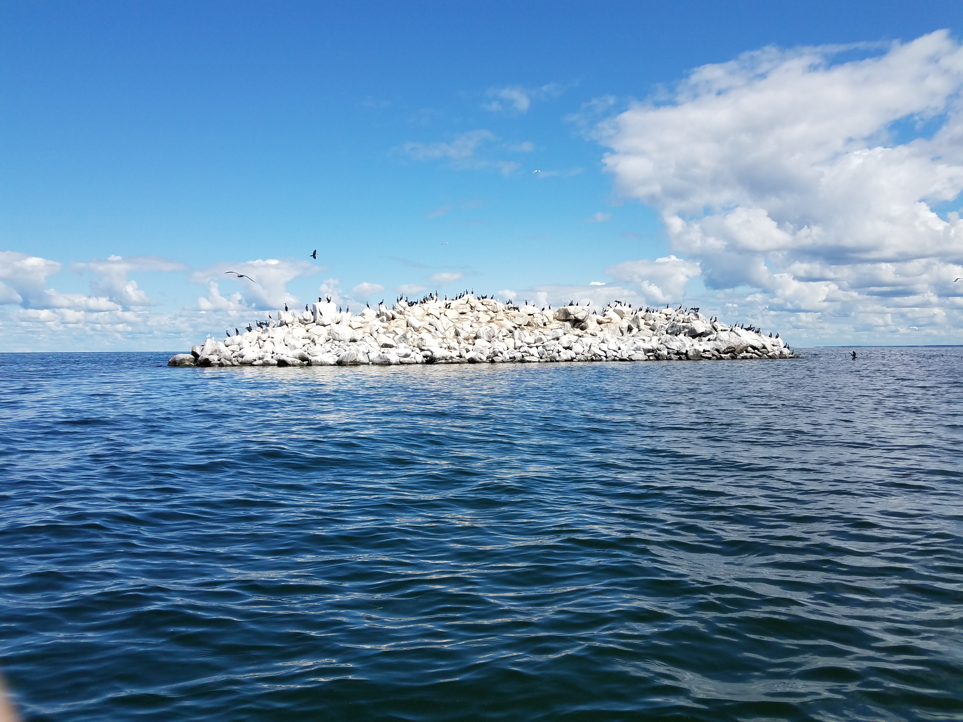 A white, rocky island is centered in the image, with rippled deep blue lake in the foreground and a bright blue sky with puffy clouds above the horizon. A handful of cormorants are perched on or flying above the small island.