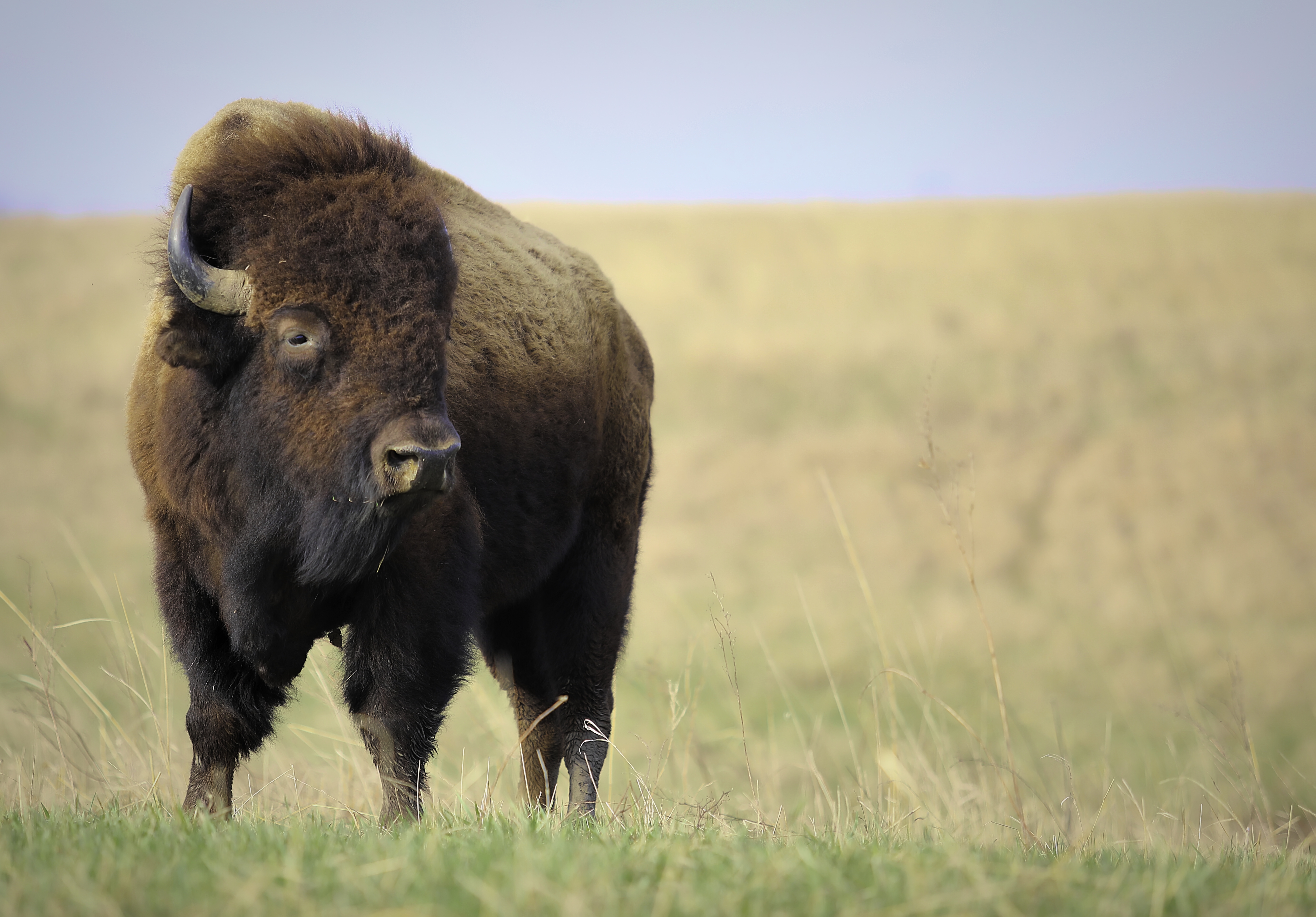 Bull bison standing on the prairie